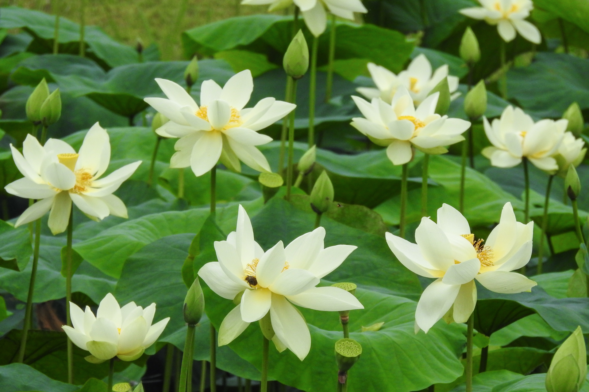 f:id:qayap:20200705205643j:plain