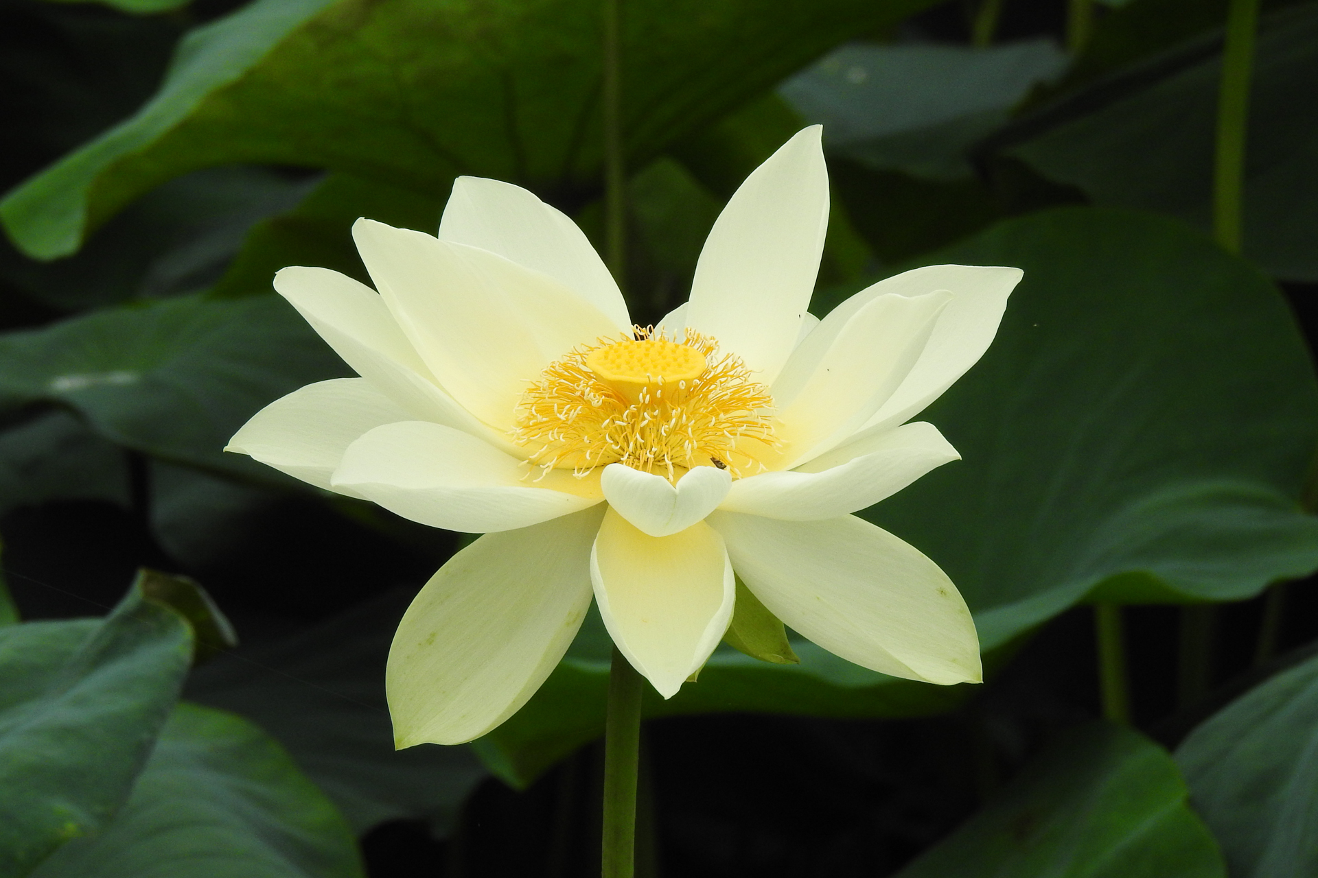 f:id:qayap:20200705205708j:plain