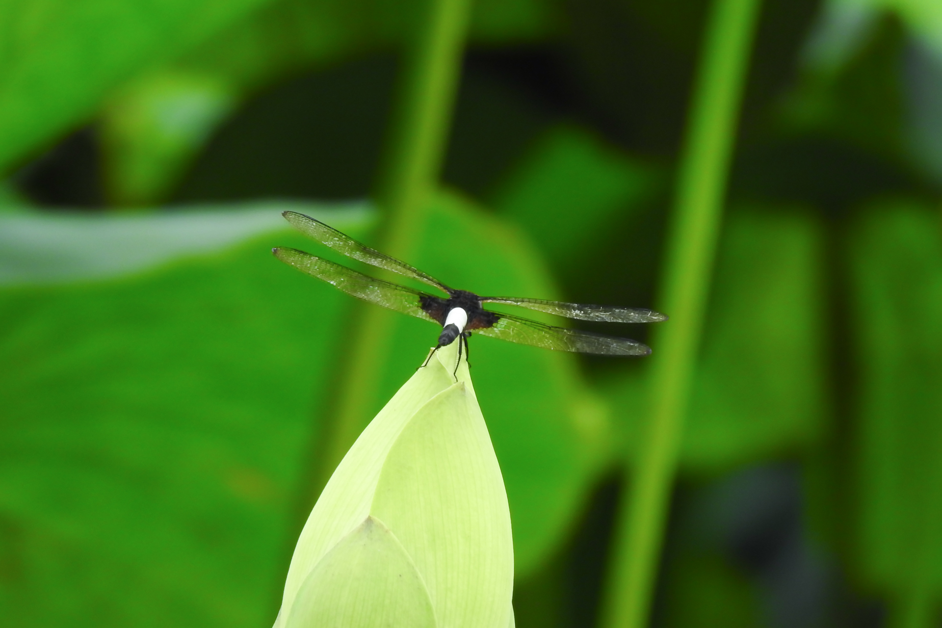 f:id:qayap:20200705210122j:plain