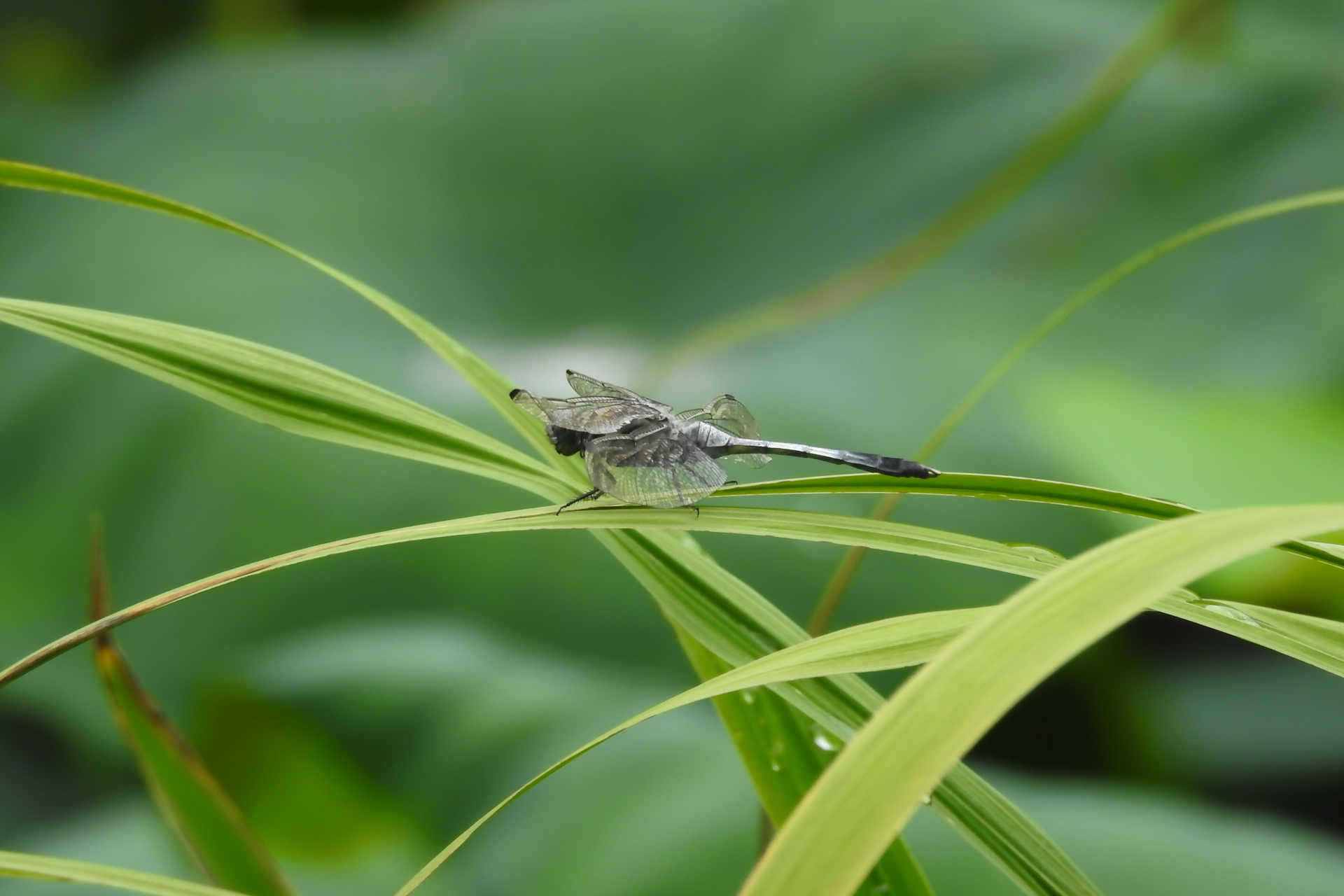 f:id:qayap:20200705210451j:plain