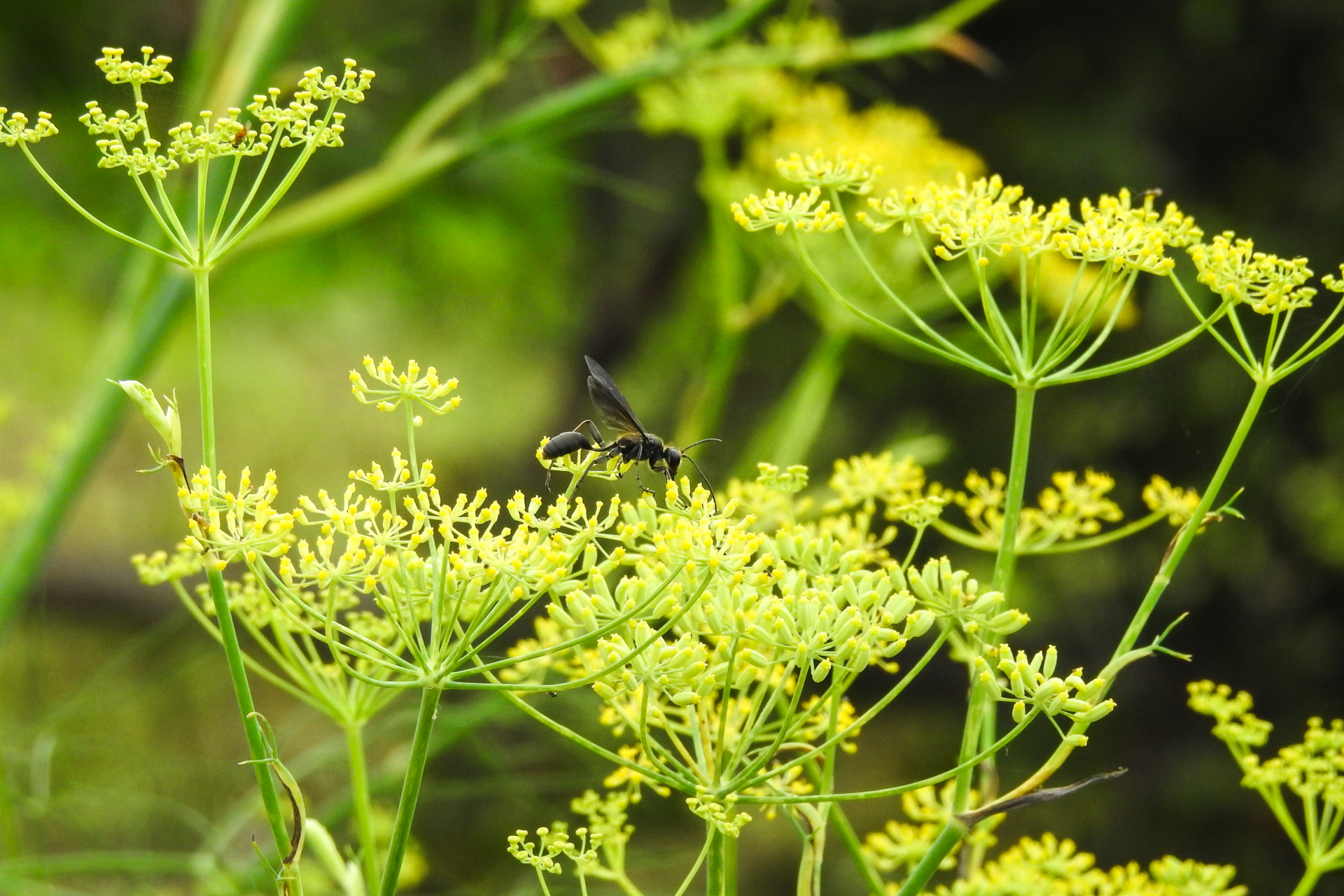 f:id:qayap:20200705211745j:plain