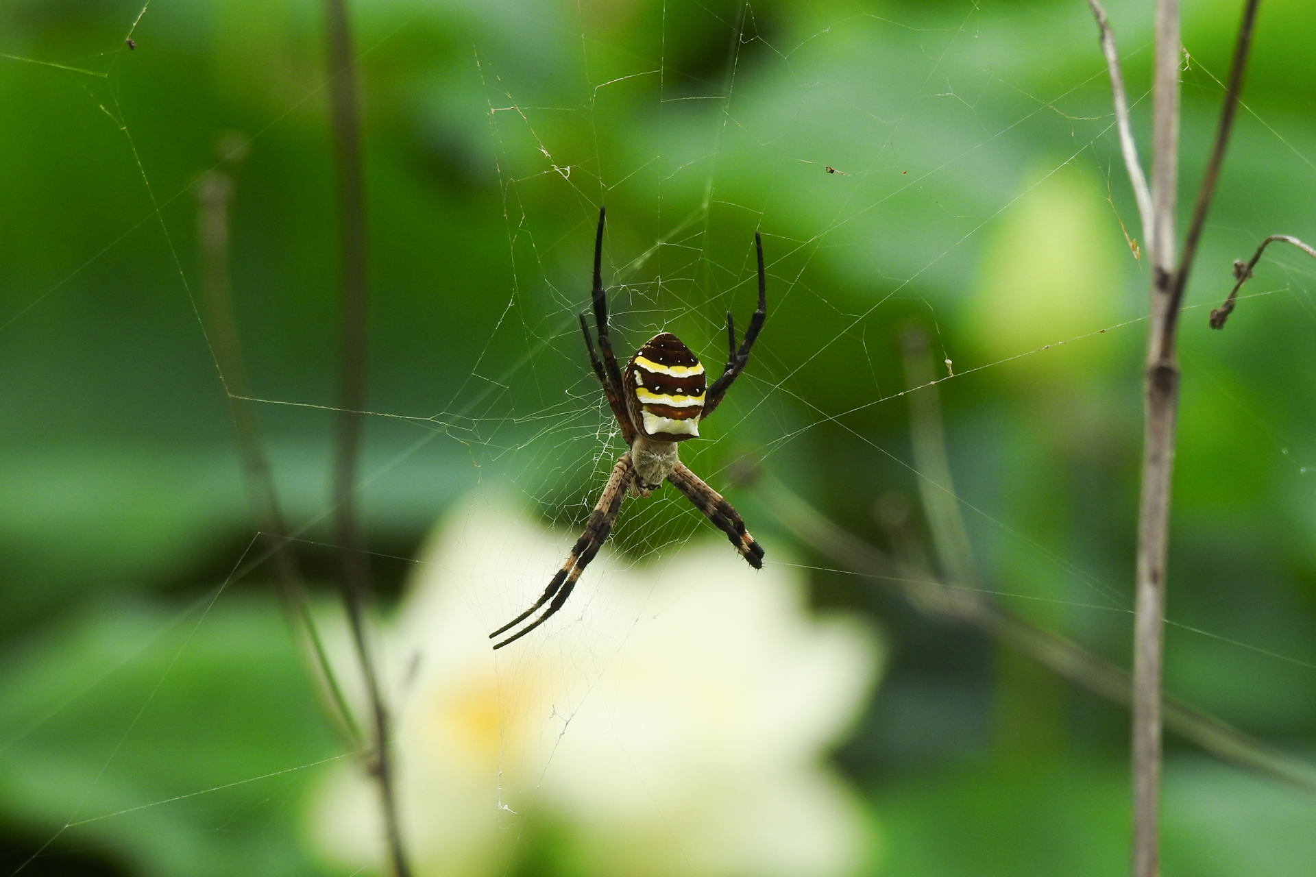 f:id:qayap:20200705212453j:plain