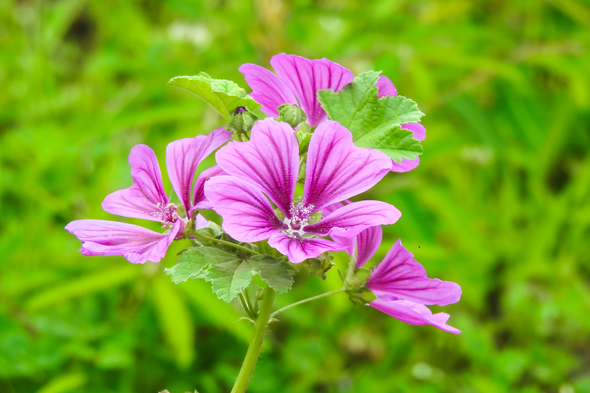 f:id:qayap:20200705212911j:plain