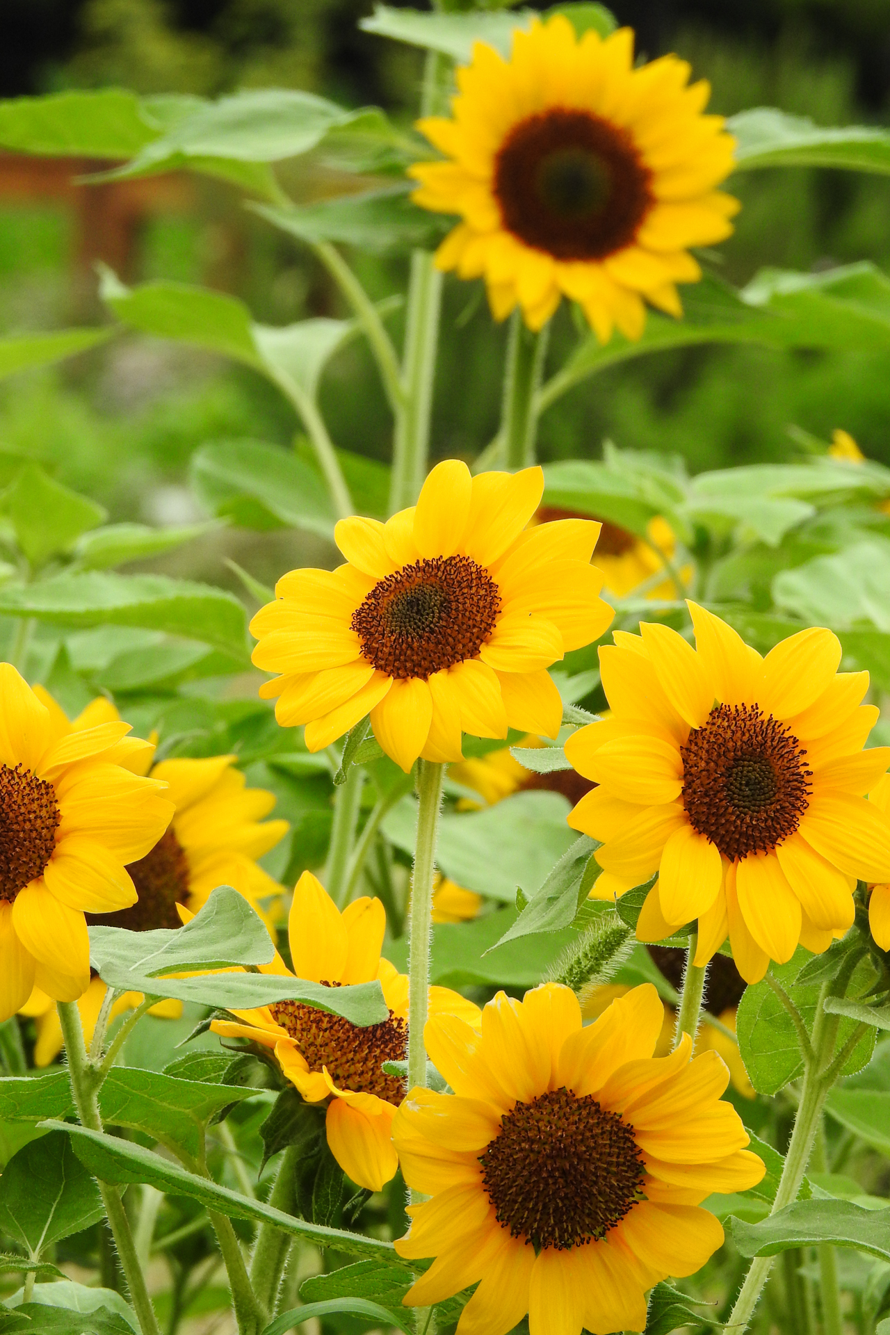 f:id:qayap:20200705213335j:plain