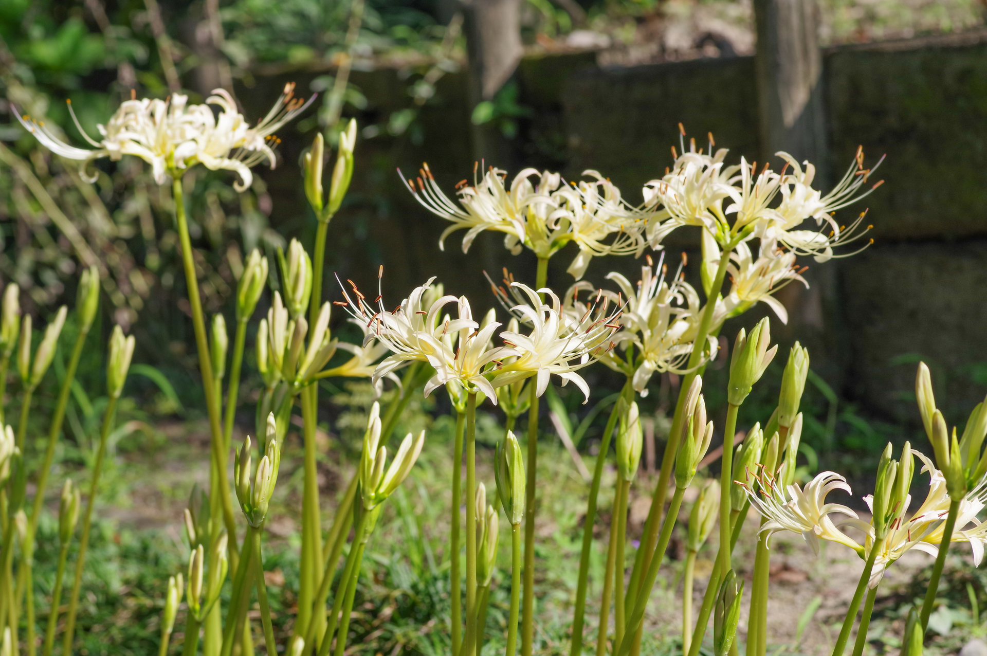 f:id:qayap:20200921162700j:plain f:id:qayap:20200921162700j:plain