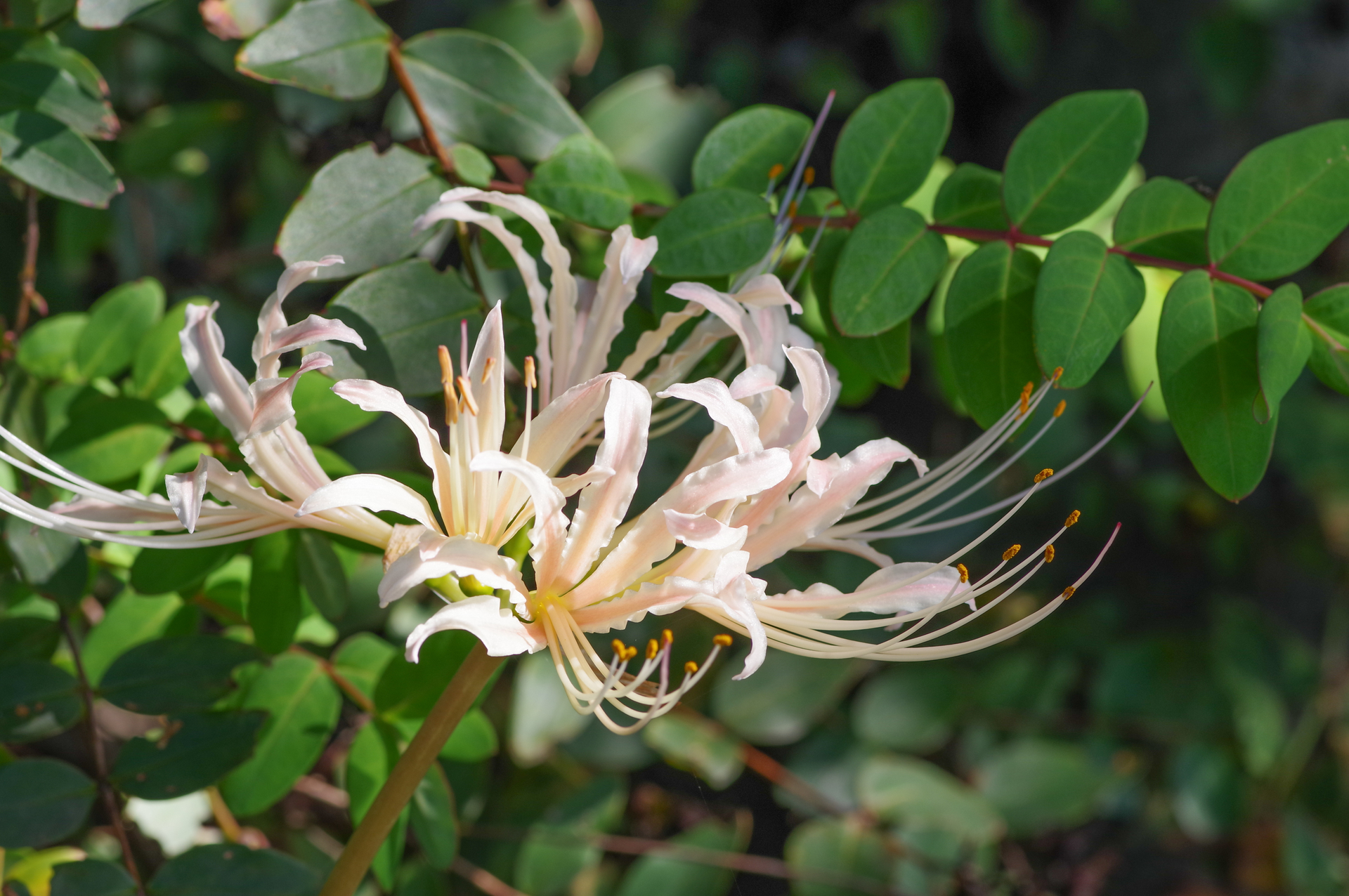 f:id:qayap:20200921163045j:plain f:id:qayap:20200921163045j:plain