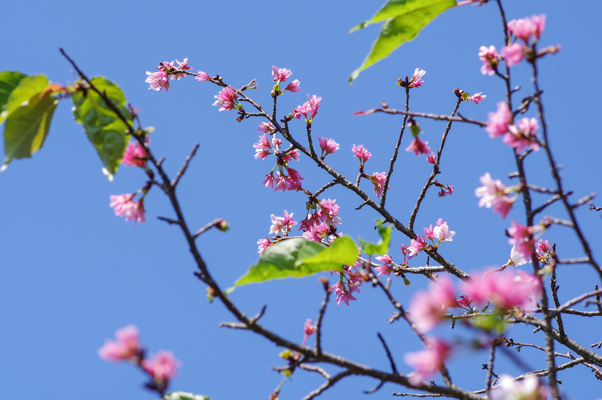 f:id:qayap:20200921164531j:plain f:id:qayap:20200921164531j:plain