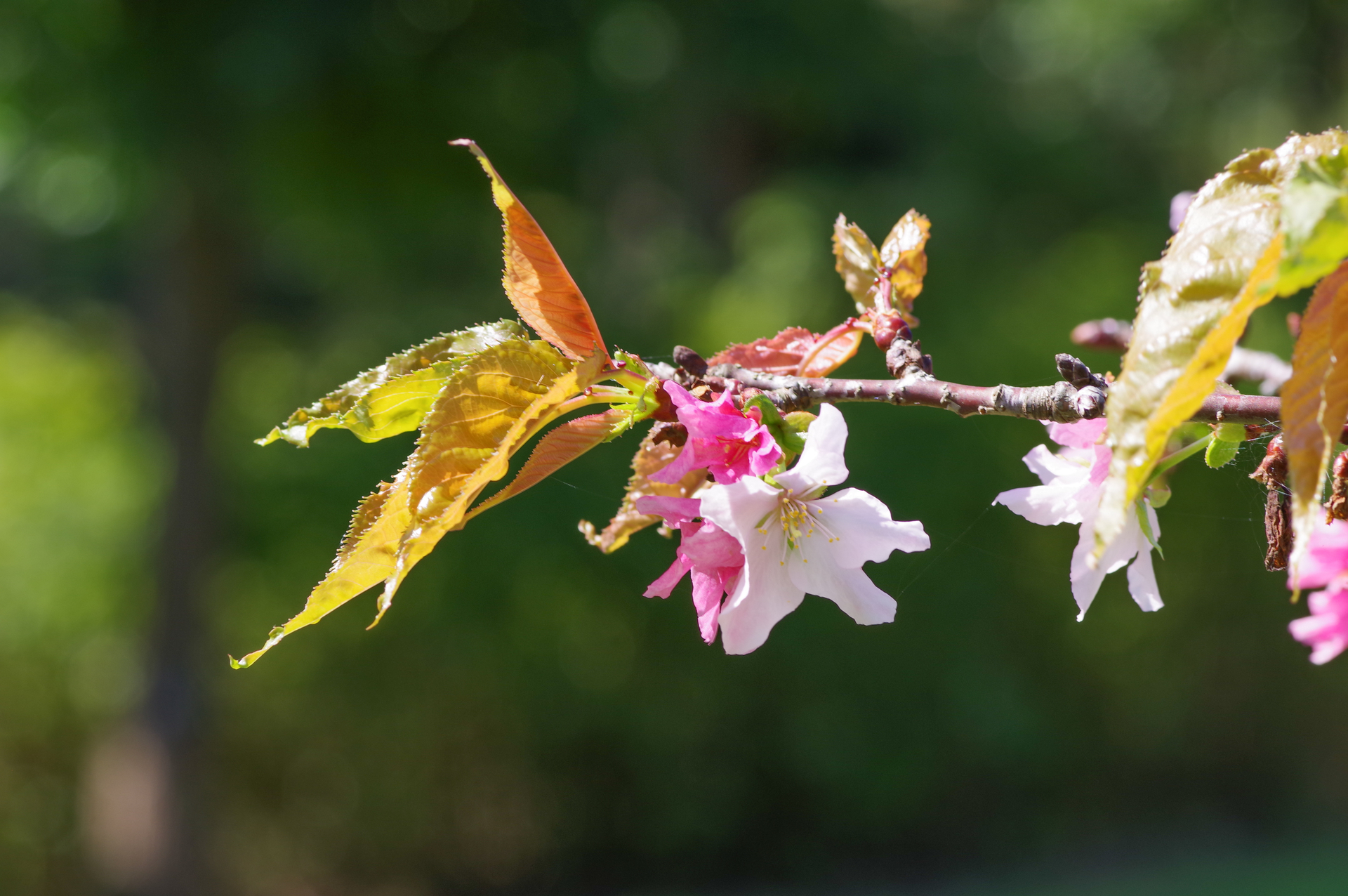 f:id:qayap:20200921164600j:plain f:id:qayap:20200921164600j:plain