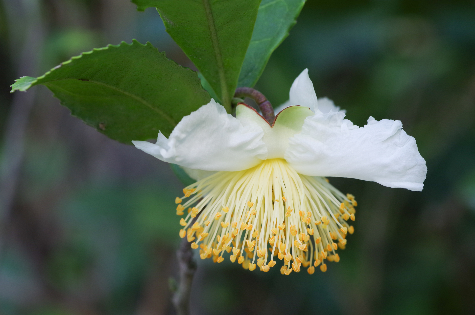 f:id:qayap:20200921165115j:plain f:id:qayap:20200921165115j:plain