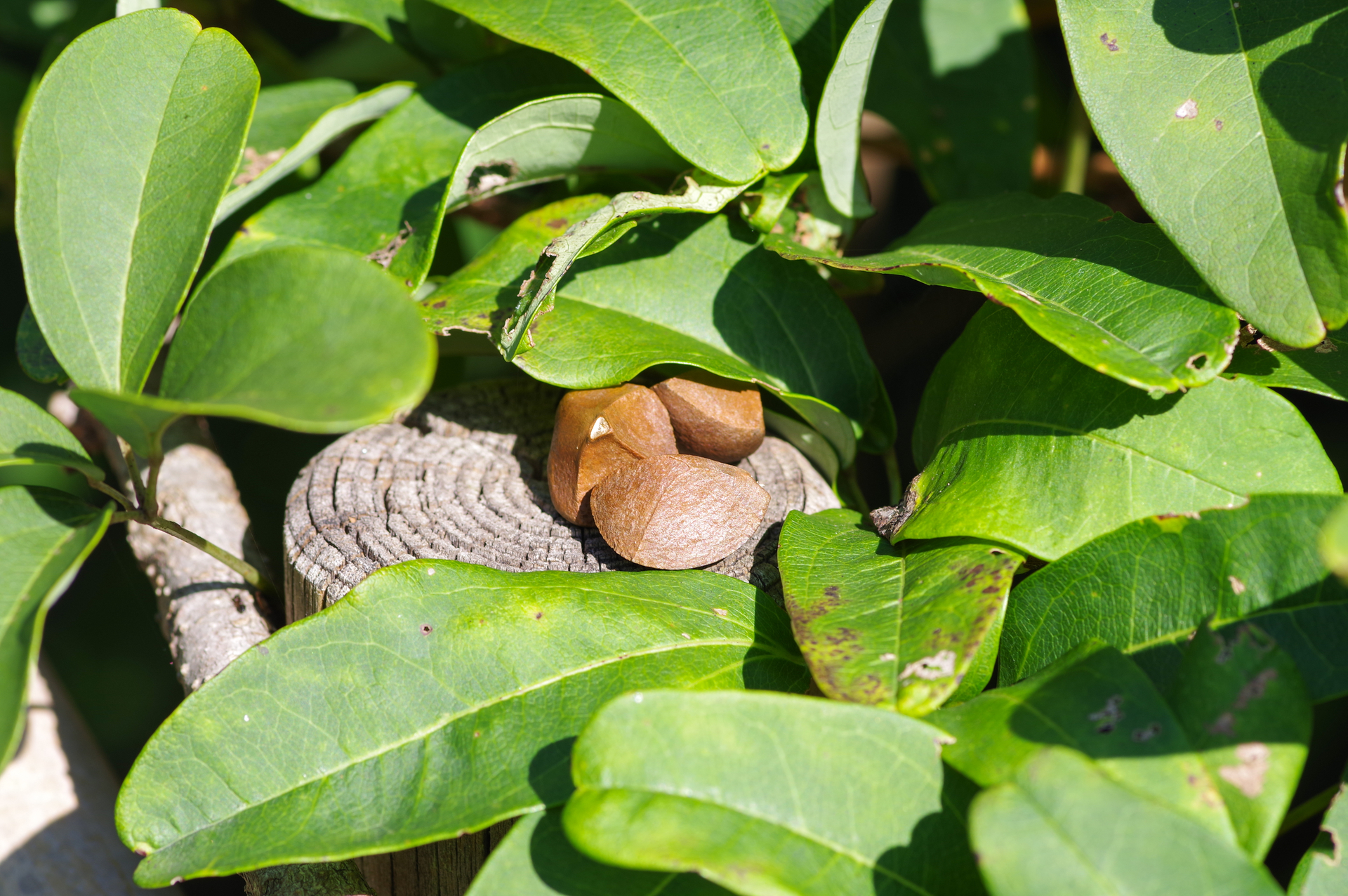 f:id:qayap:20200921165712j:plain f:id:qayap:20200921165712j:plain