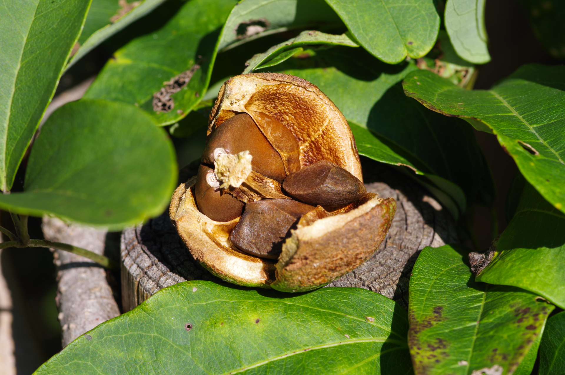 f:id:qayap:20200921170046j:plain f:id:qayap:20200921170046j:plain