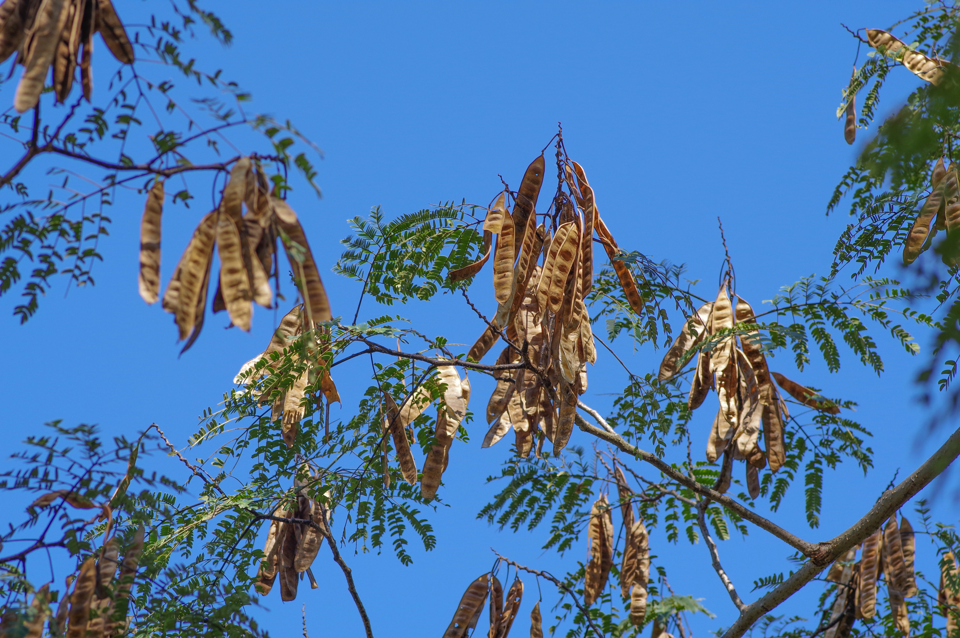 f:id:qayap:20200921170851j:plain f:id:qayap:20200921170851j:plain