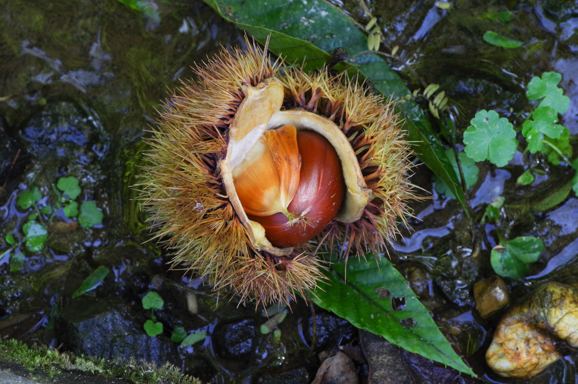 f:id:qayap:20200921170925j:plain f:id:qayap:20200921170925j:plain