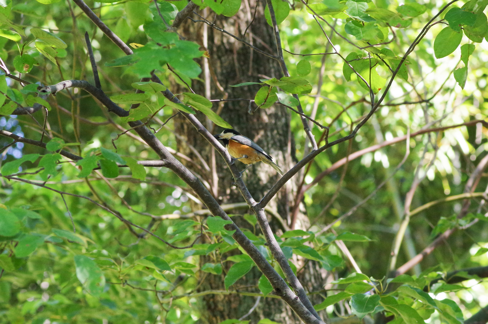 f:id:qayap:20200921171152j:plain f:id:qayap:20200921171152j:plain