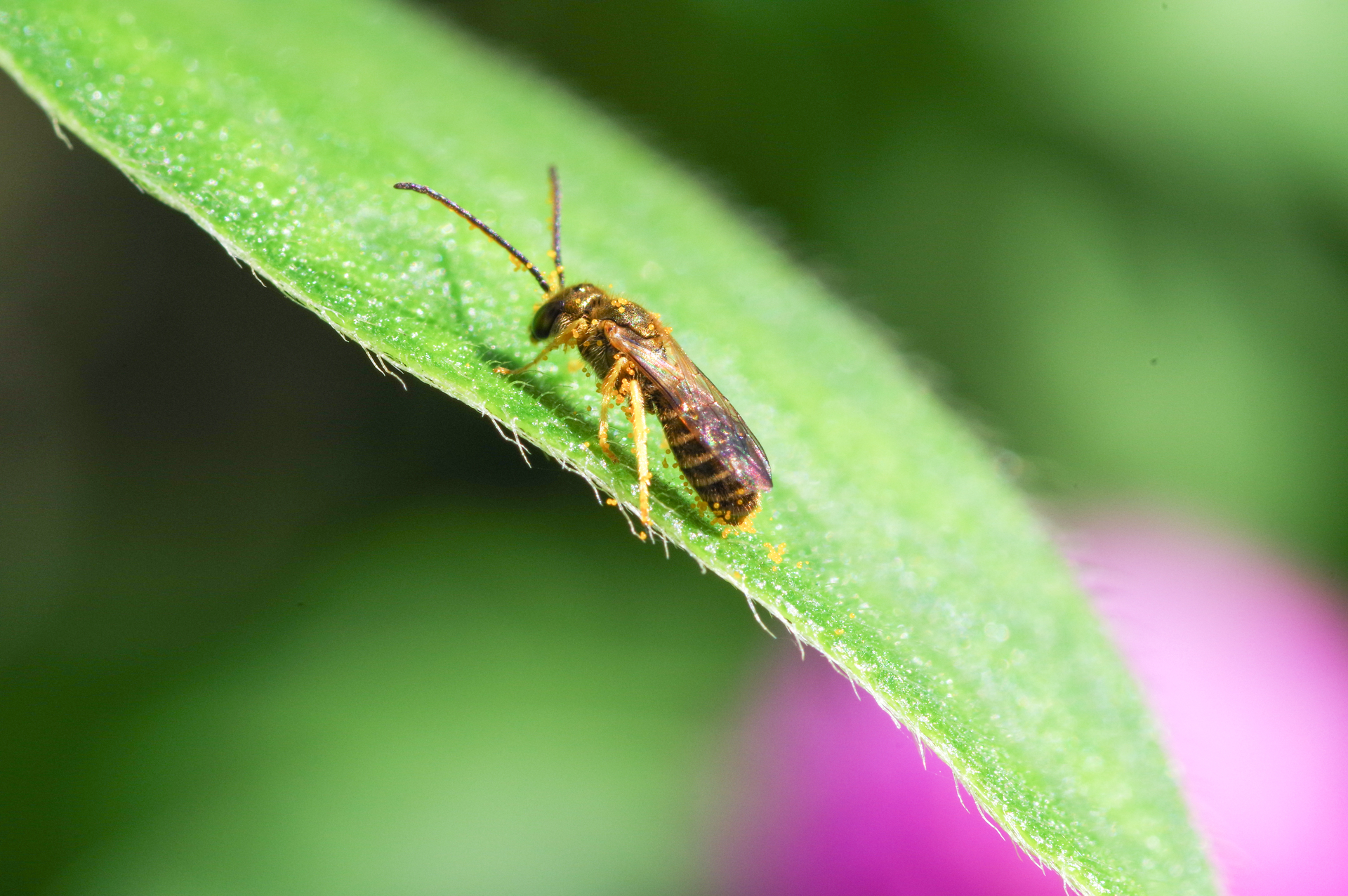 f:id:qayap:20200921171751j:plain f:id:qayap:20200921171751j:plain