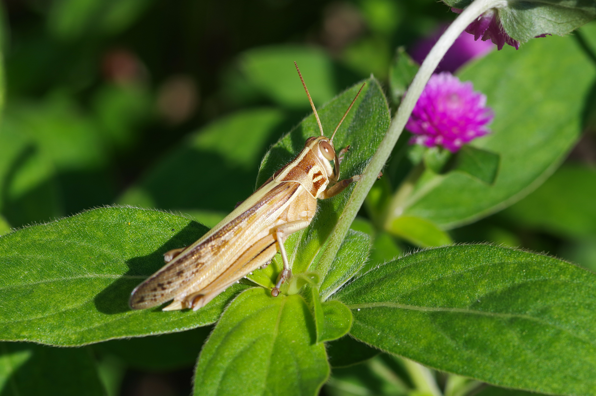 f:id:qayap:20200921172017j:plain f:id:qayap:20200921172017j:plain