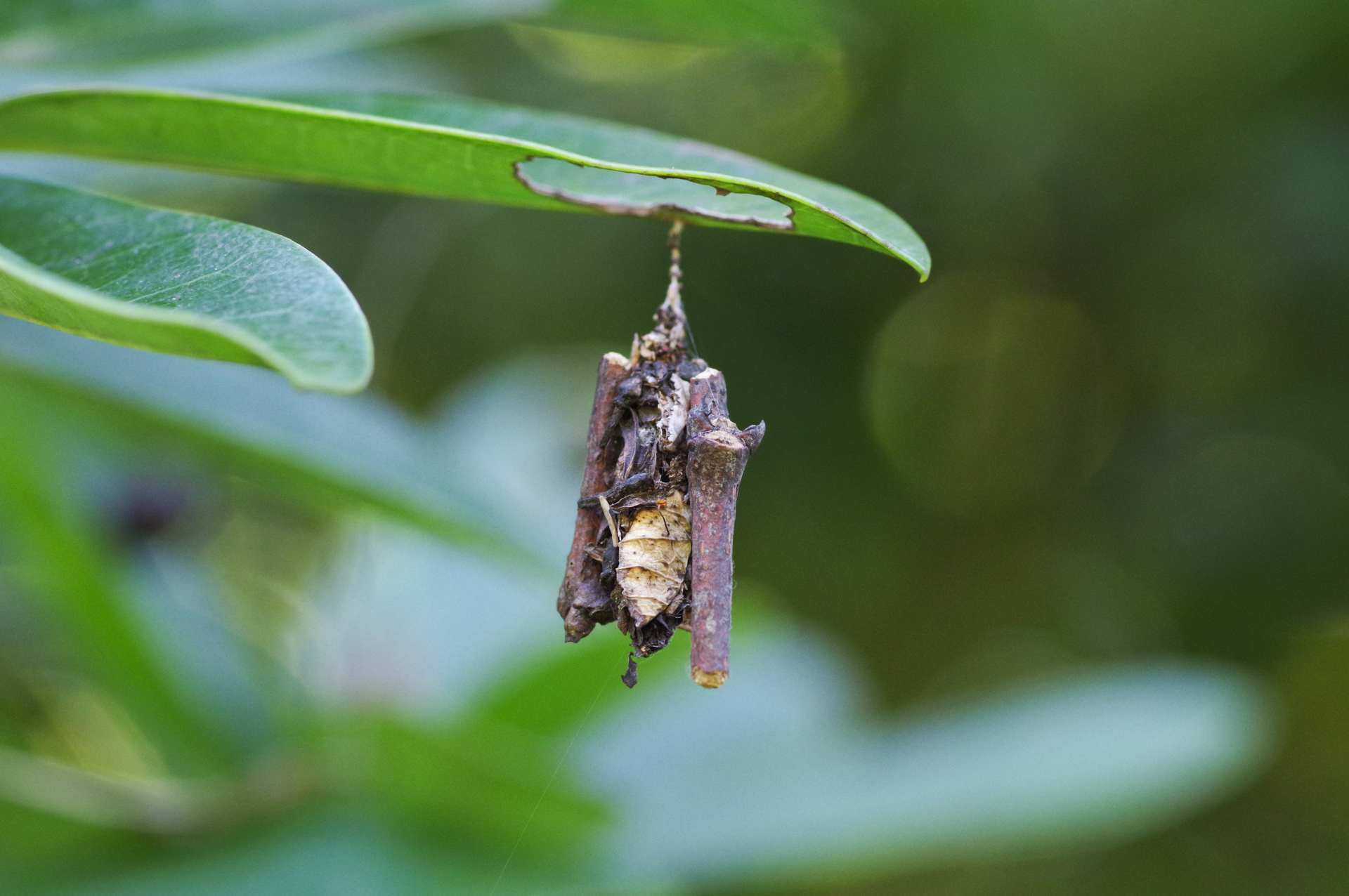 f:id:qayap:20200921173822j:plain f:id:qayap:20200921173822j:plain