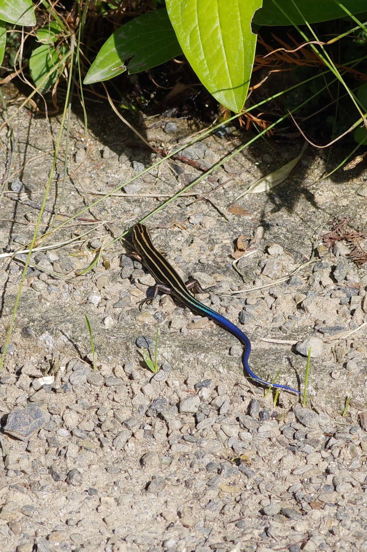 f:id:qayap:20200921174320j:plain f:id:qayap:20200921174320j:plain