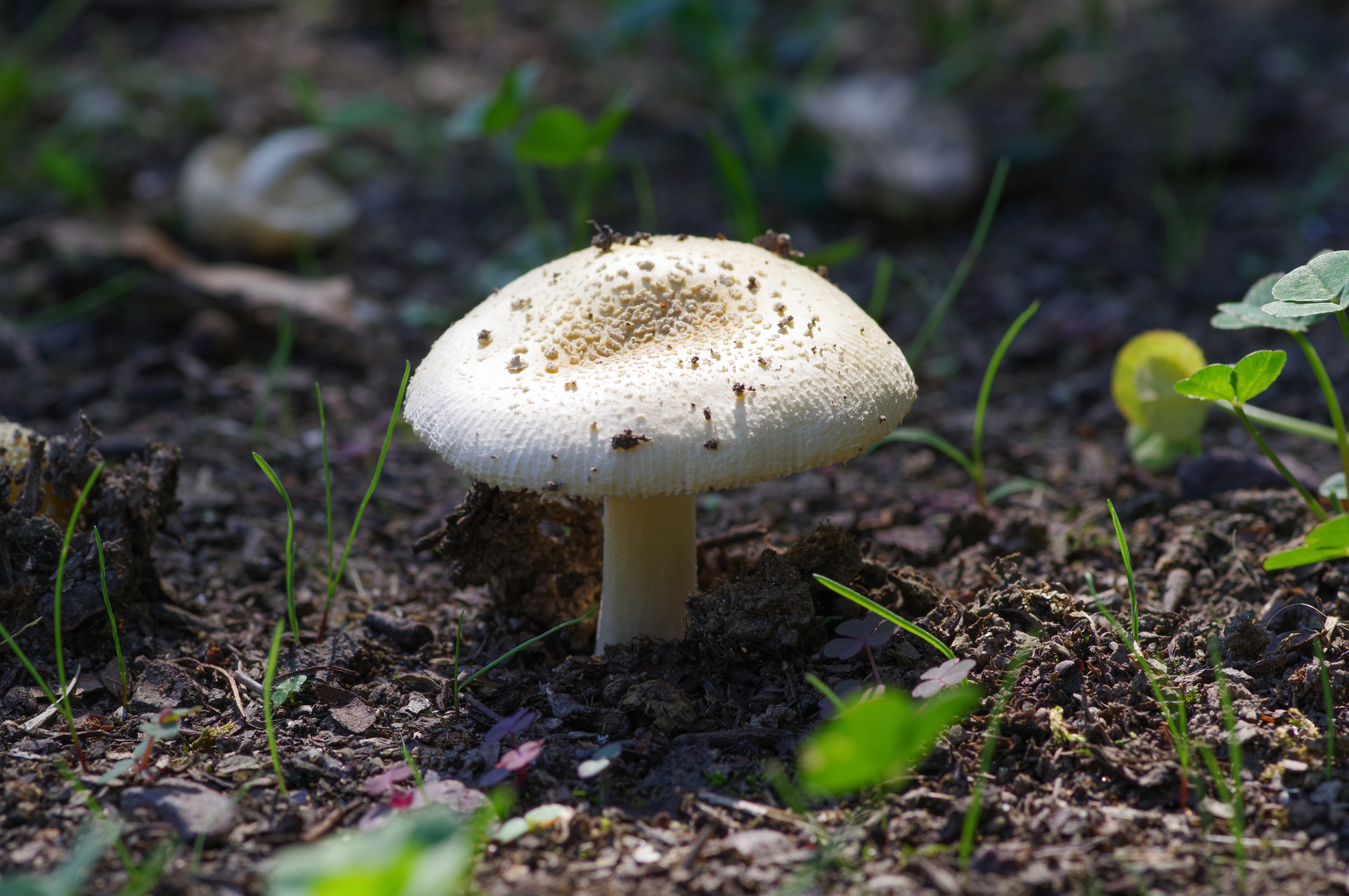 f:id:qayap:20200921174837j:plain f:id:qayap:20200921174837j:plain