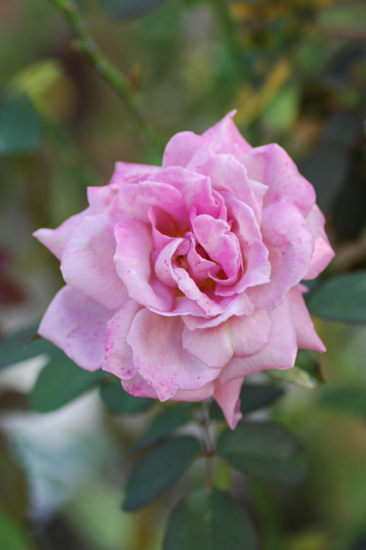 f:id:qayap:20200921175151j:plain