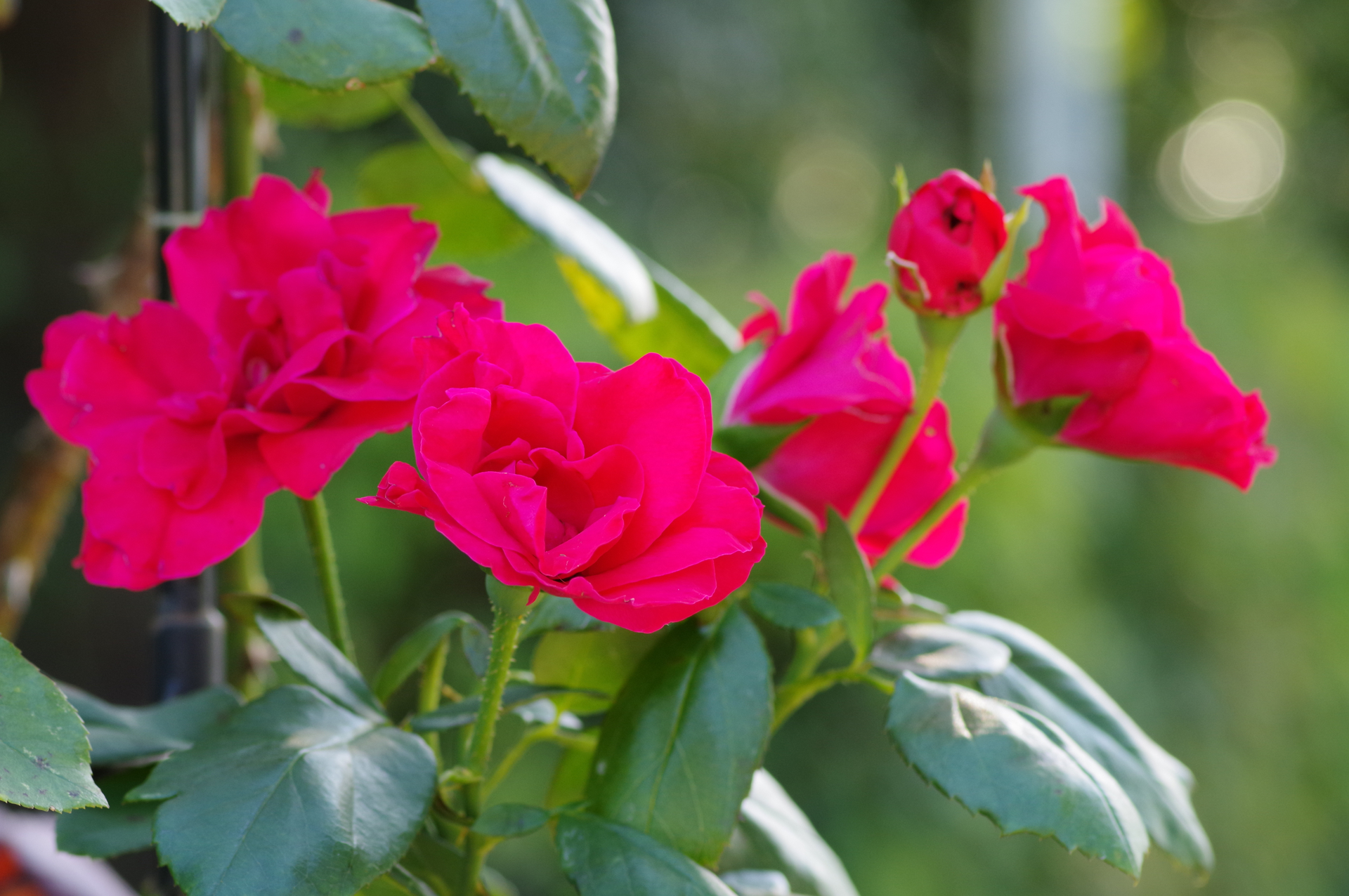 f:id:qayap:20200921175228j:plain