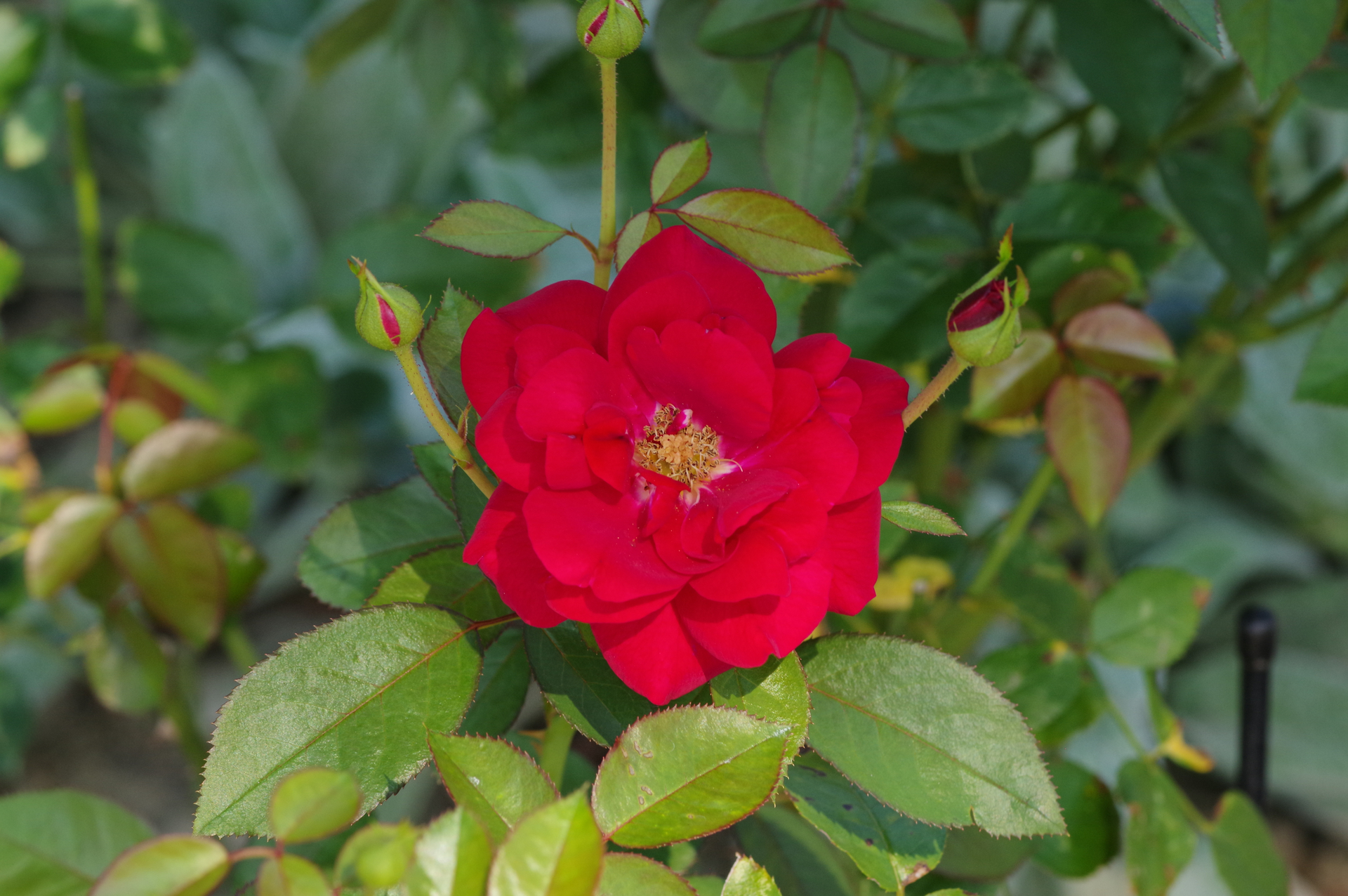 f:id:qayap:20200921175314j:plain