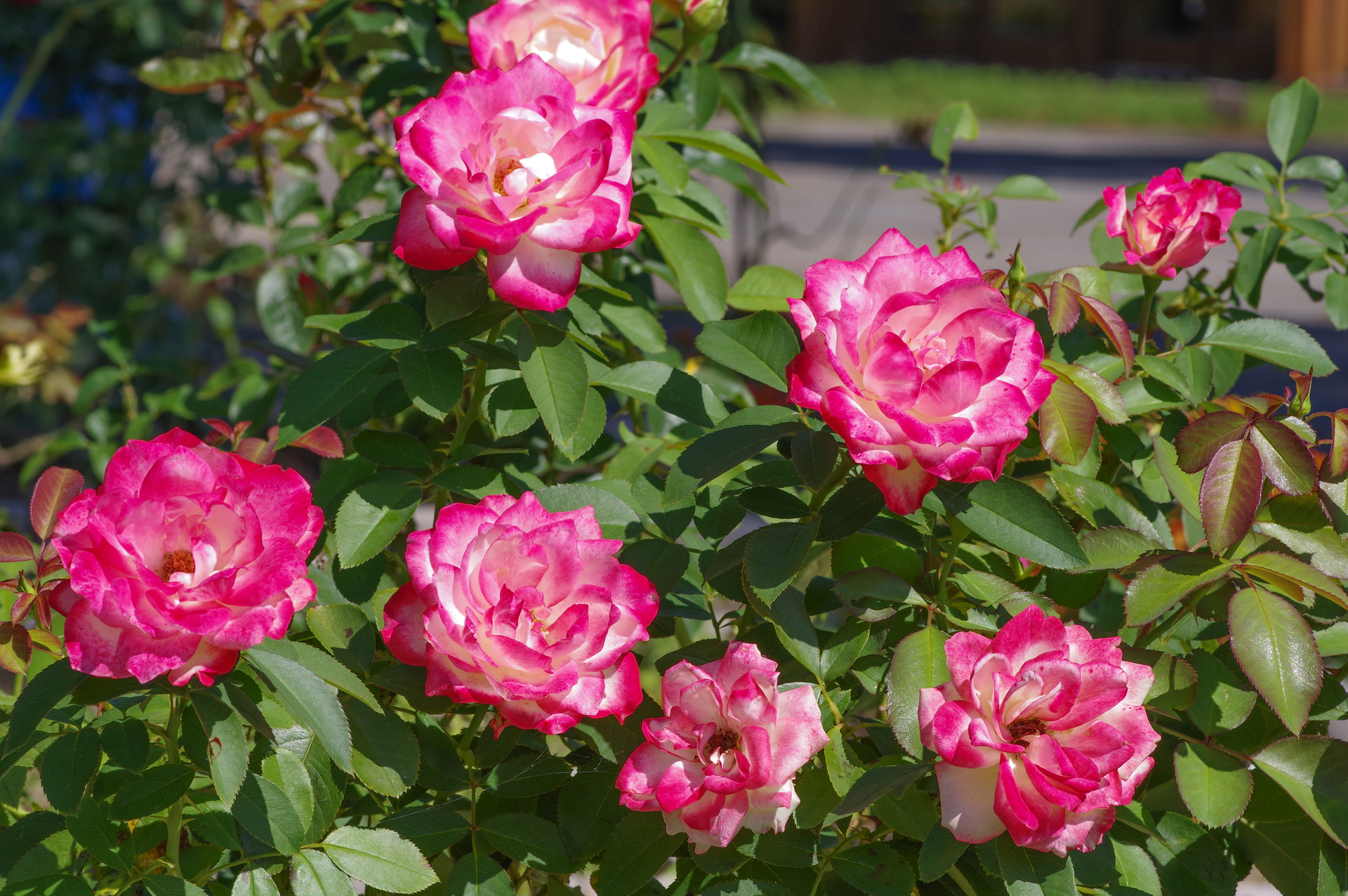 f:id:qayap:20200921175343j:plain