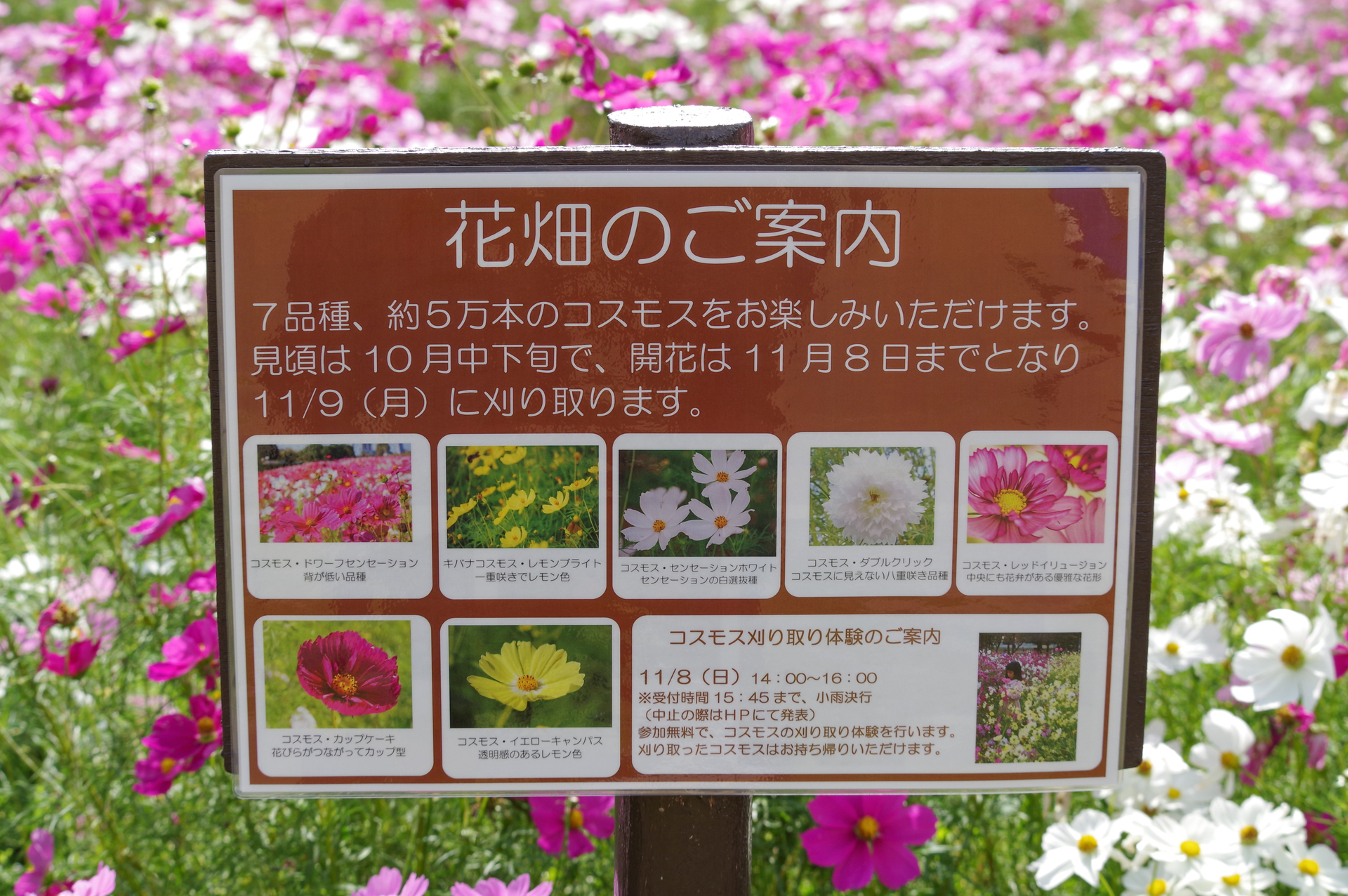 f:id:qayap:20201025215644j:plain