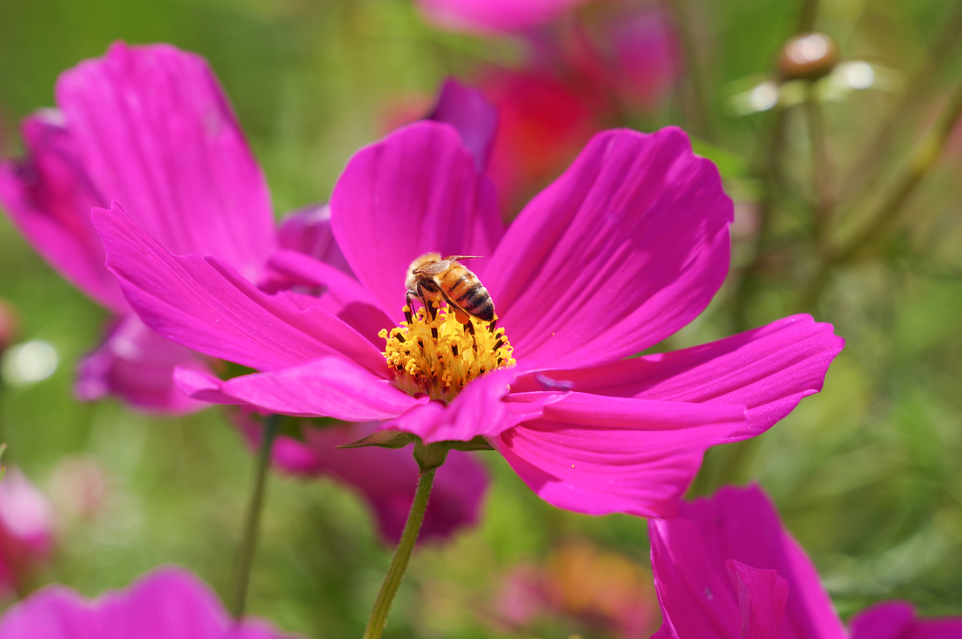 f:id:qayap:20201025215702j:plain