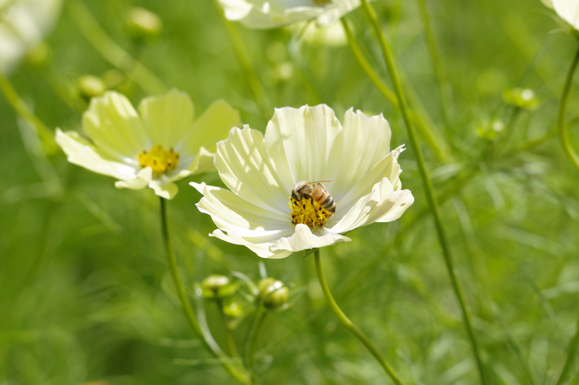 f:id:qayap:20201025215740j:plain