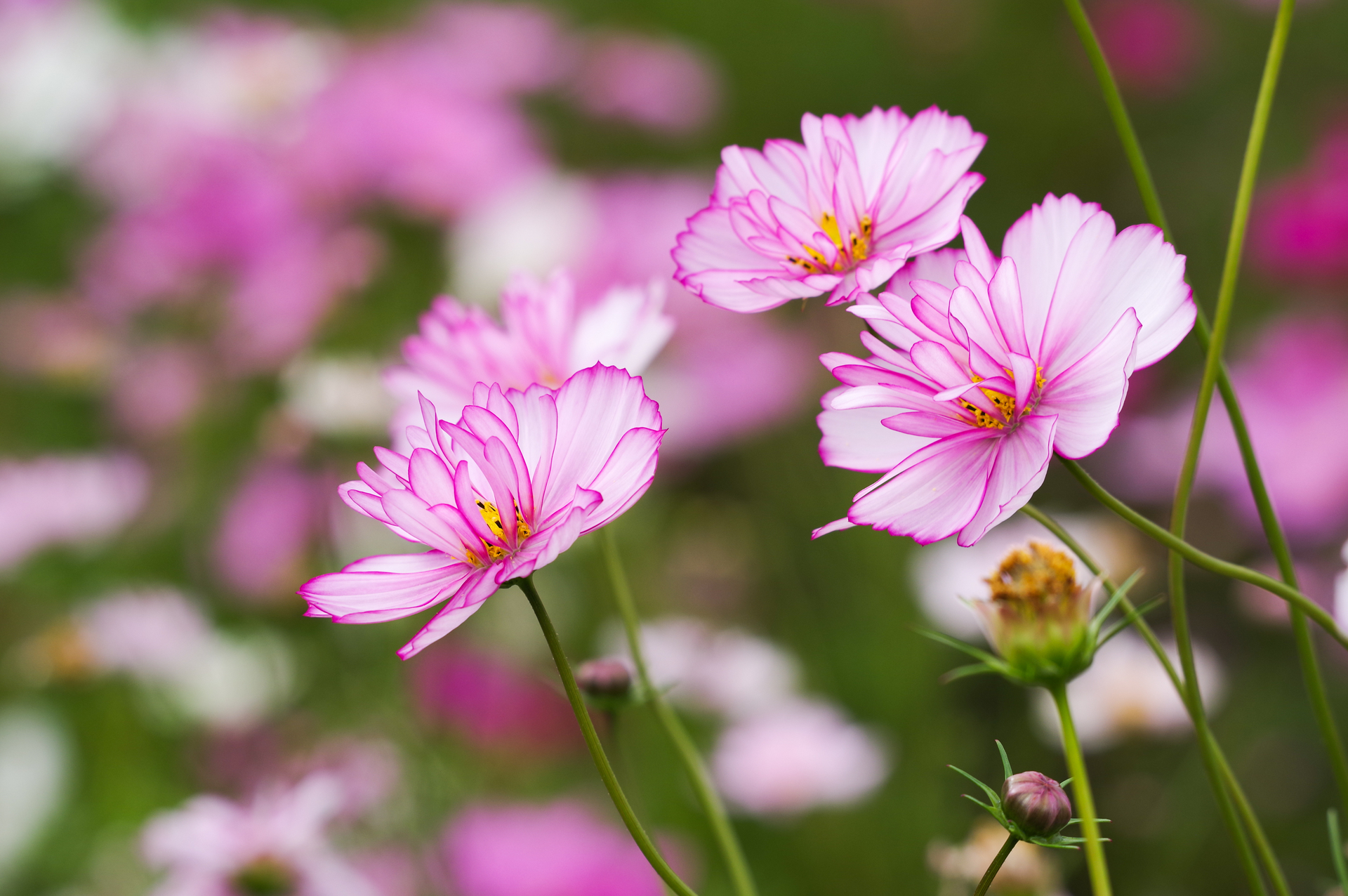 f:id:qayap:20201025215801j:plain