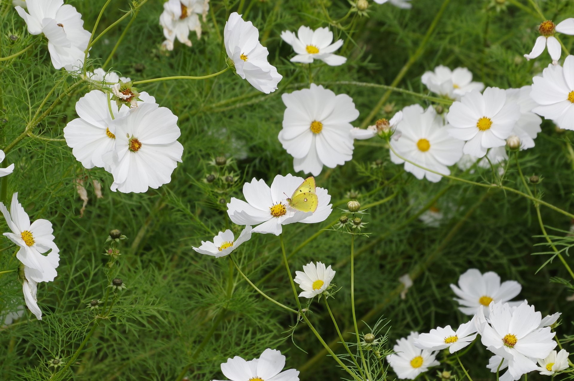 f:id:qayap:20201025215858j:plain