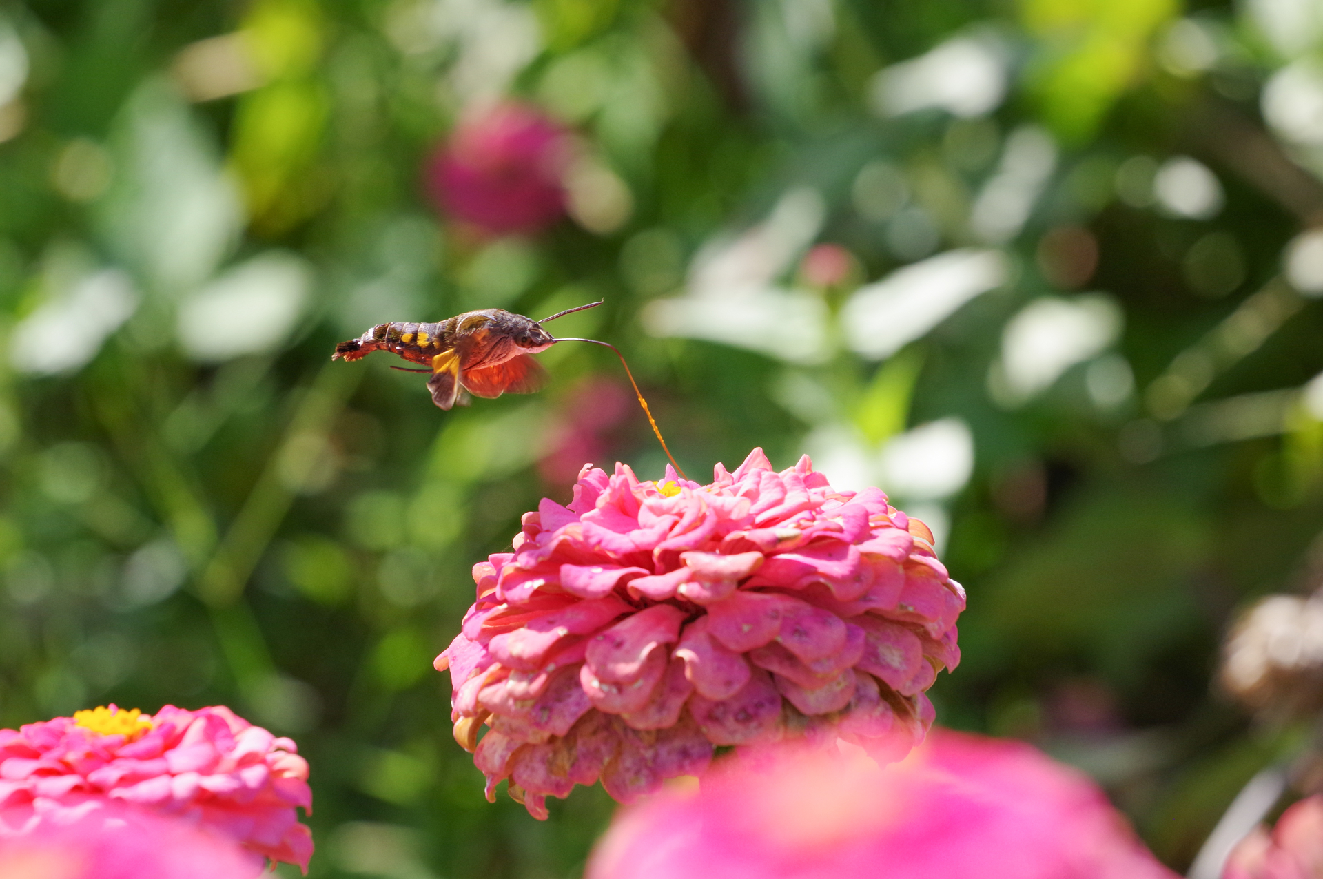 f:id:qayap:20201025221124j:plain