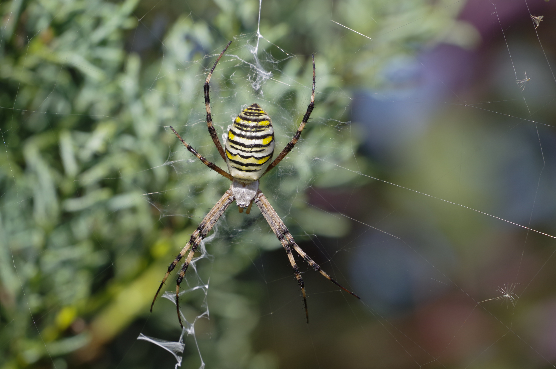 f:id:qayap:20201025221828j:plain