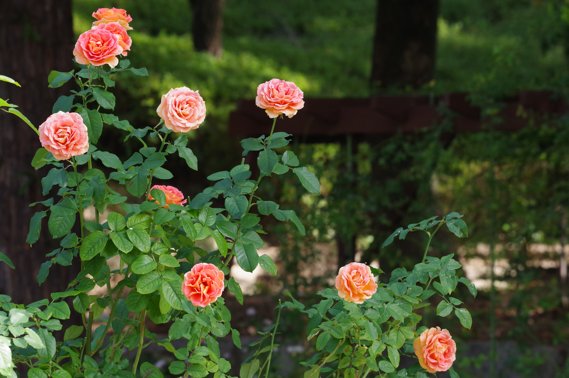 f:id:qayap:20201101180020j:plain