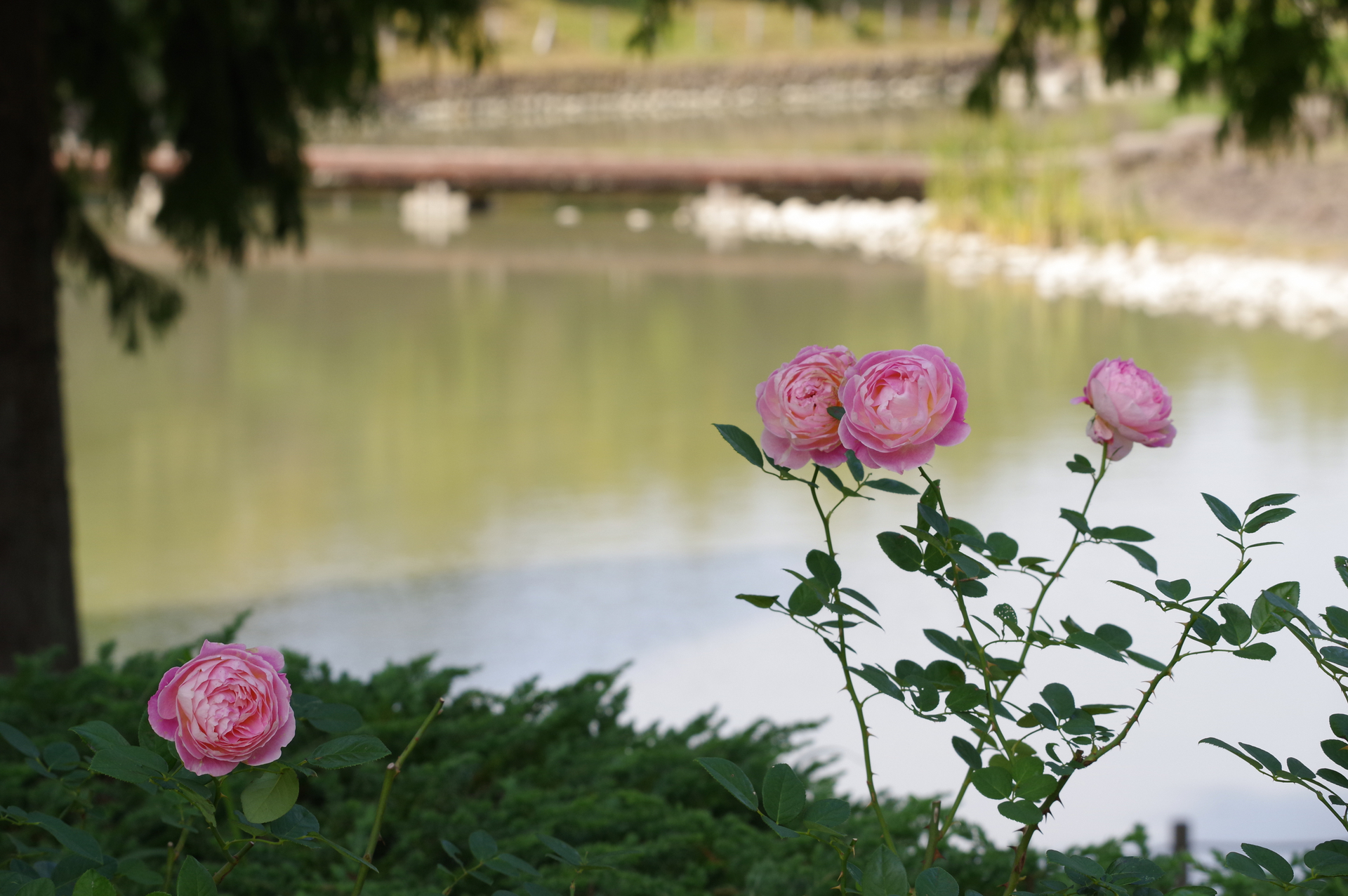 f:id:qayap:20201101180254j:plain