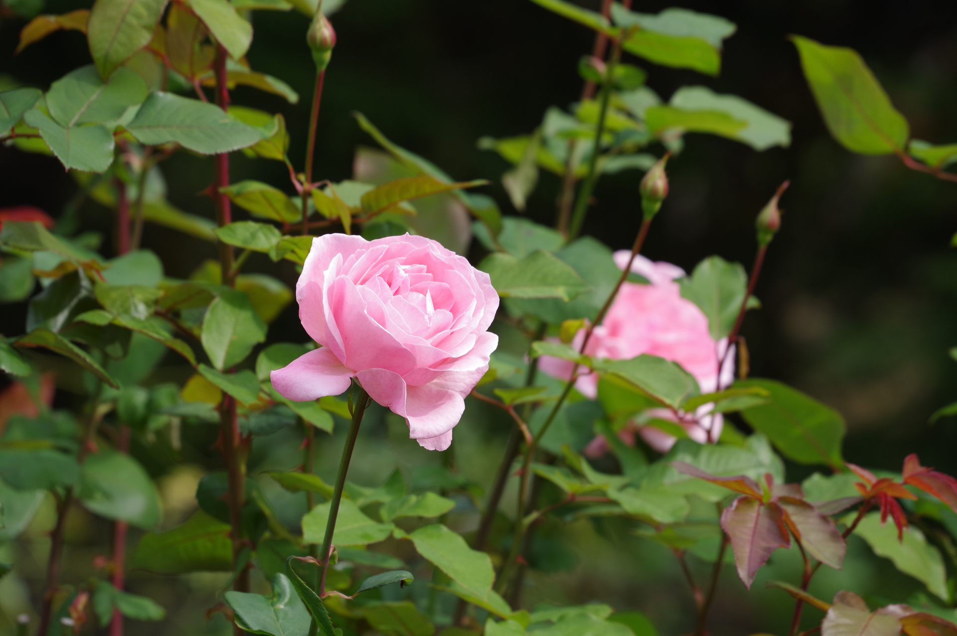 f:id:qayap:20201101180657j:plain