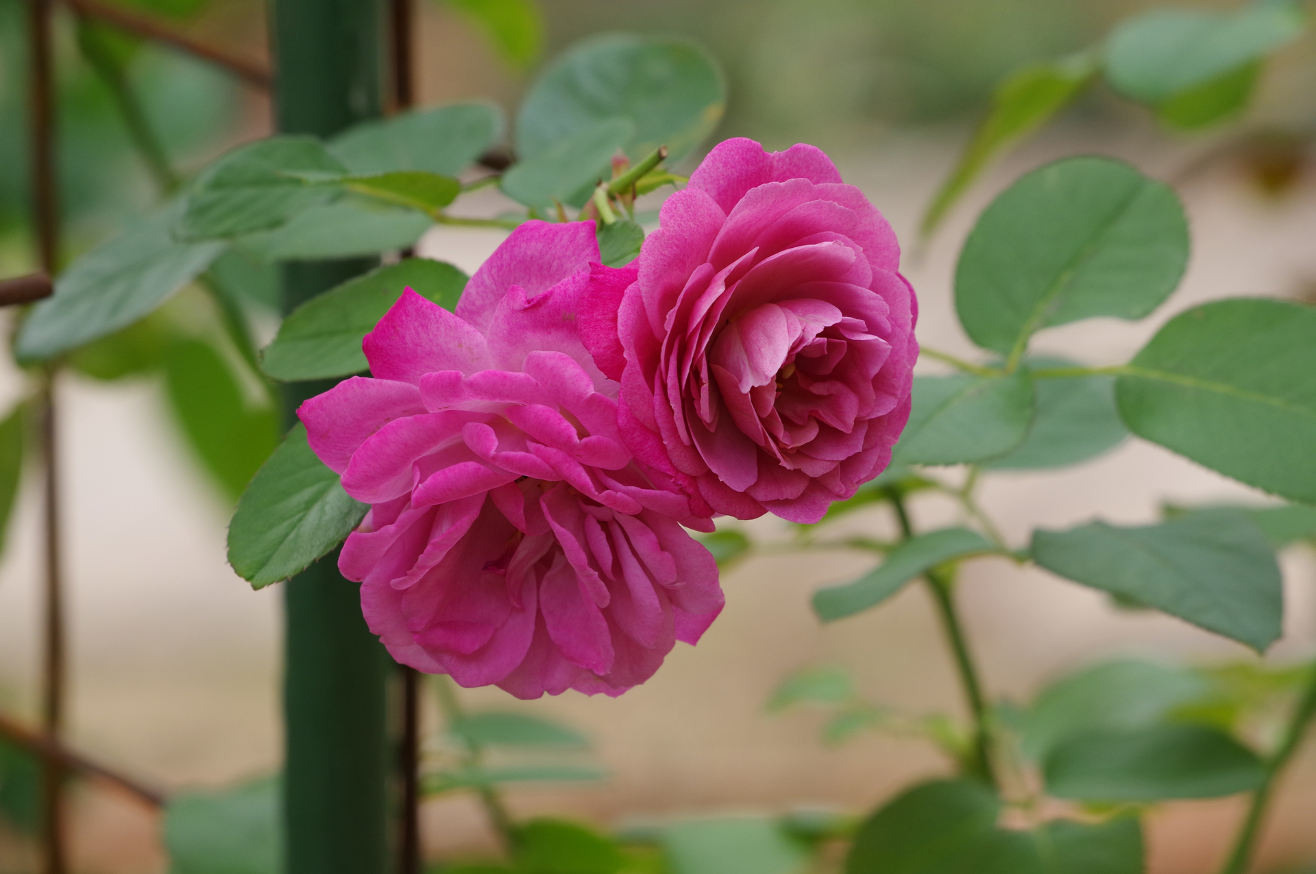 f:id:qayap:20201101180712j:plain