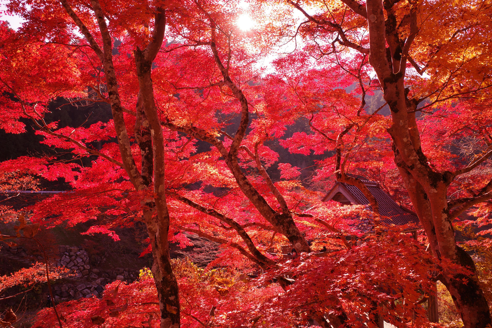 f:id:qayap:20201115101839j:plain