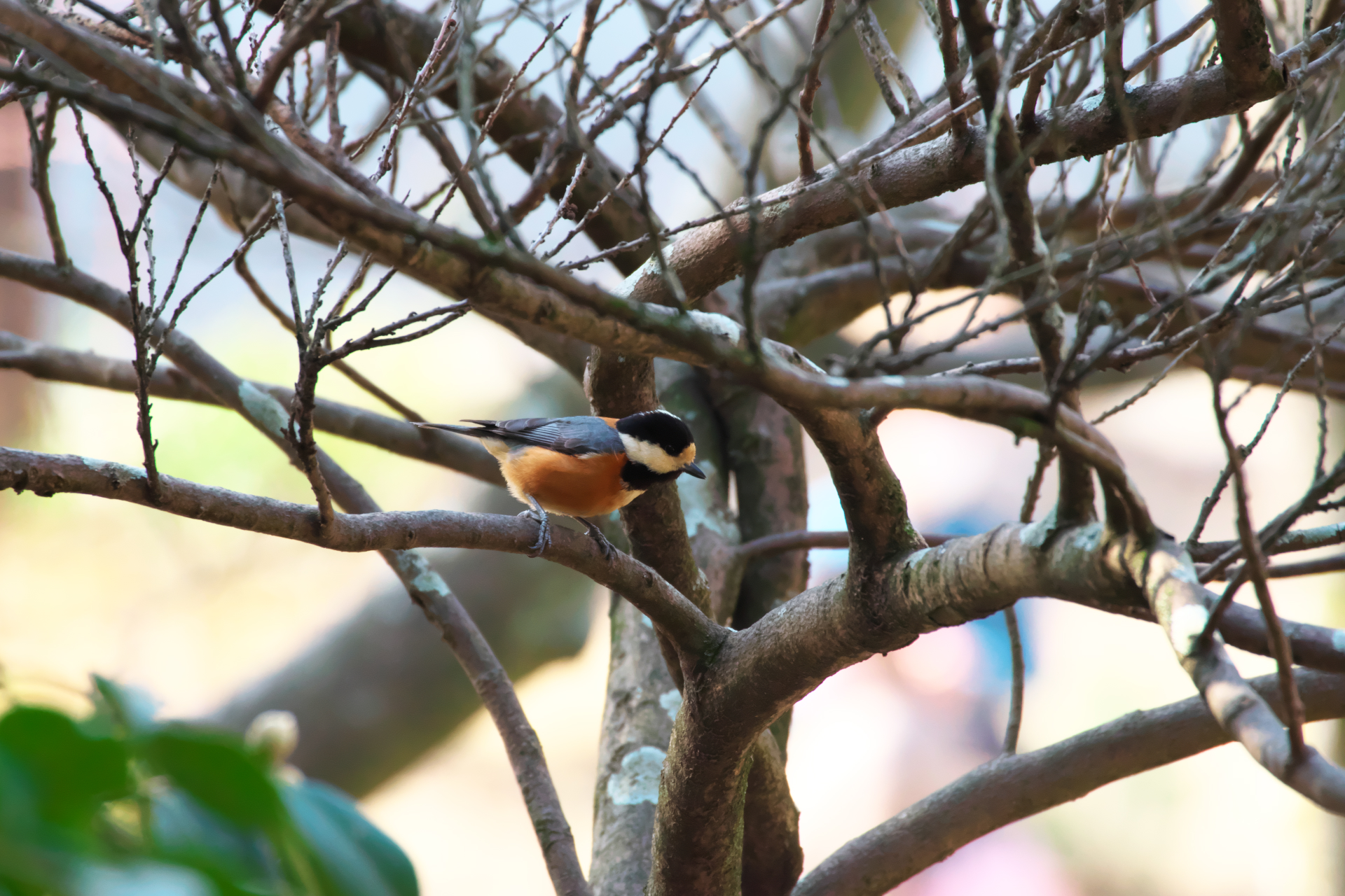 f:id:qayap:20210221171809j:plain