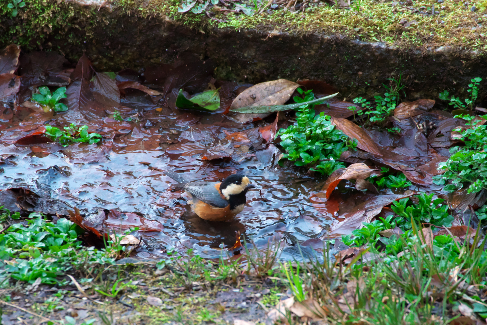 f:id:qayap:20210221171825j:plain