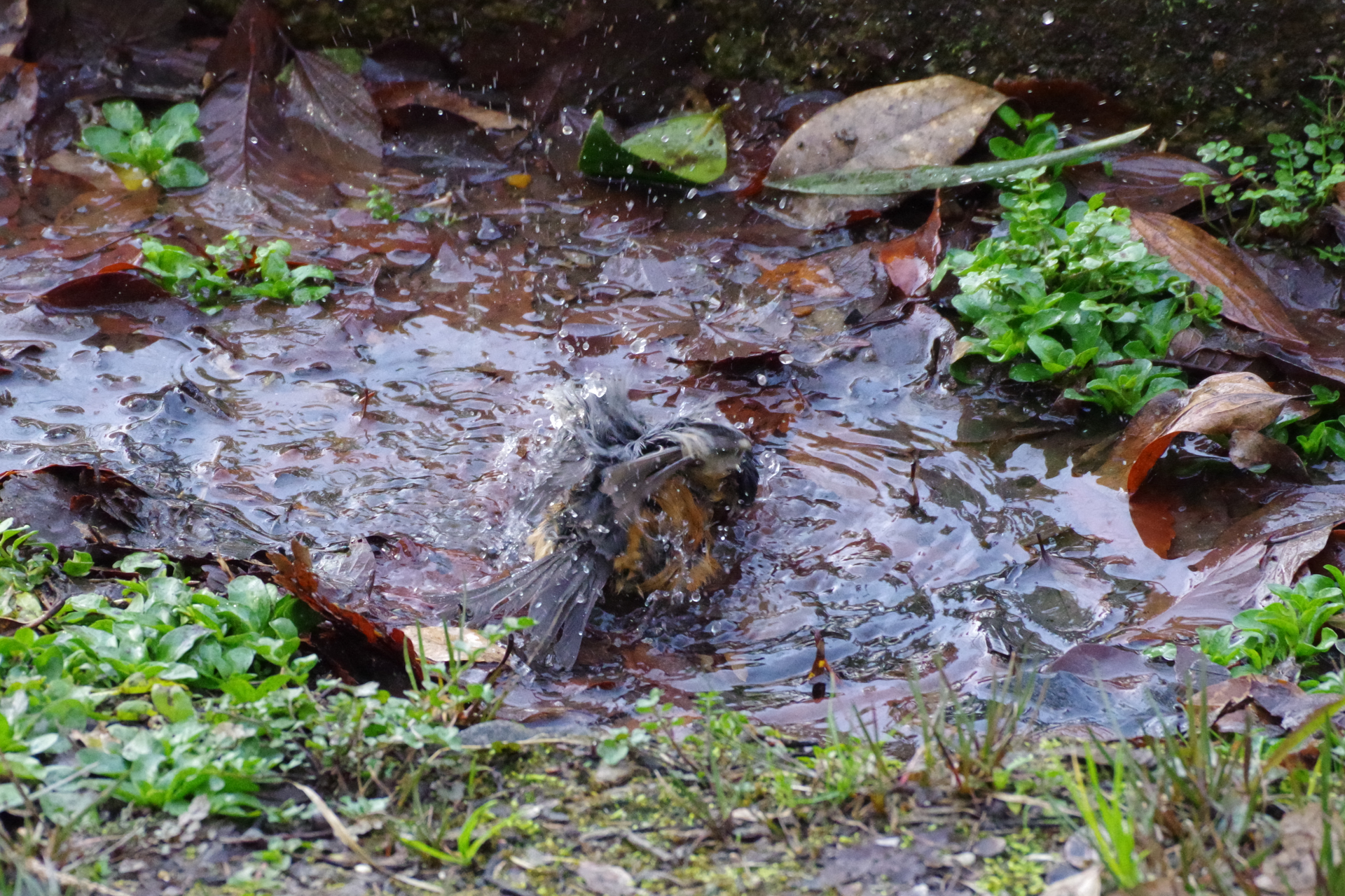 f:id:qayap:20210221171843j:plain