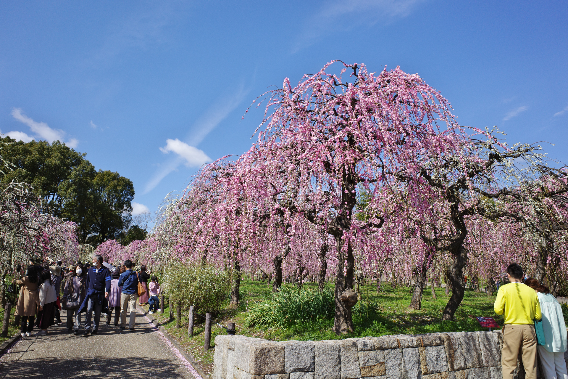 f:id:qayap:20210306173655j:plain