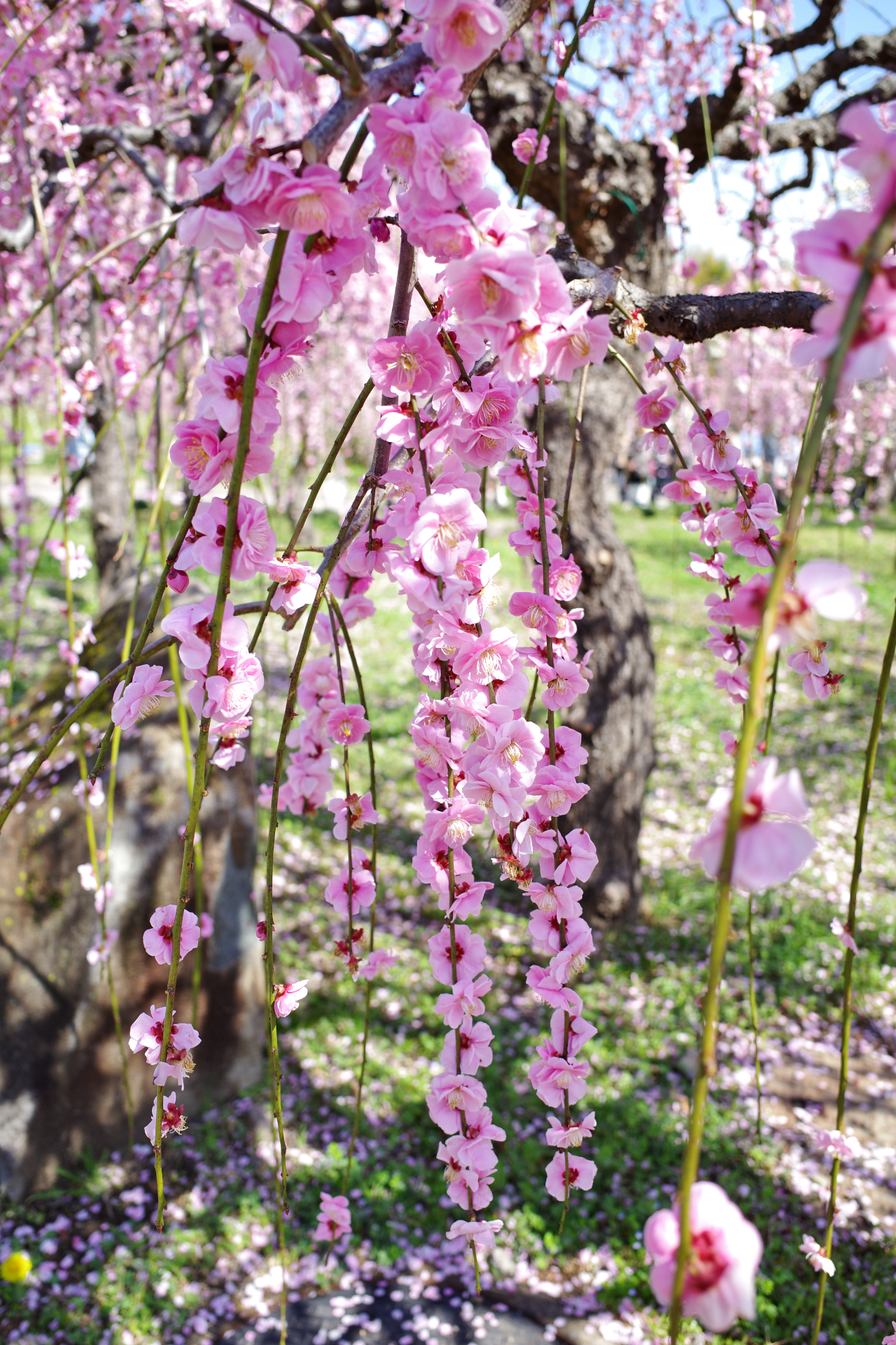 f:id:qayap:20210306173810j:plain