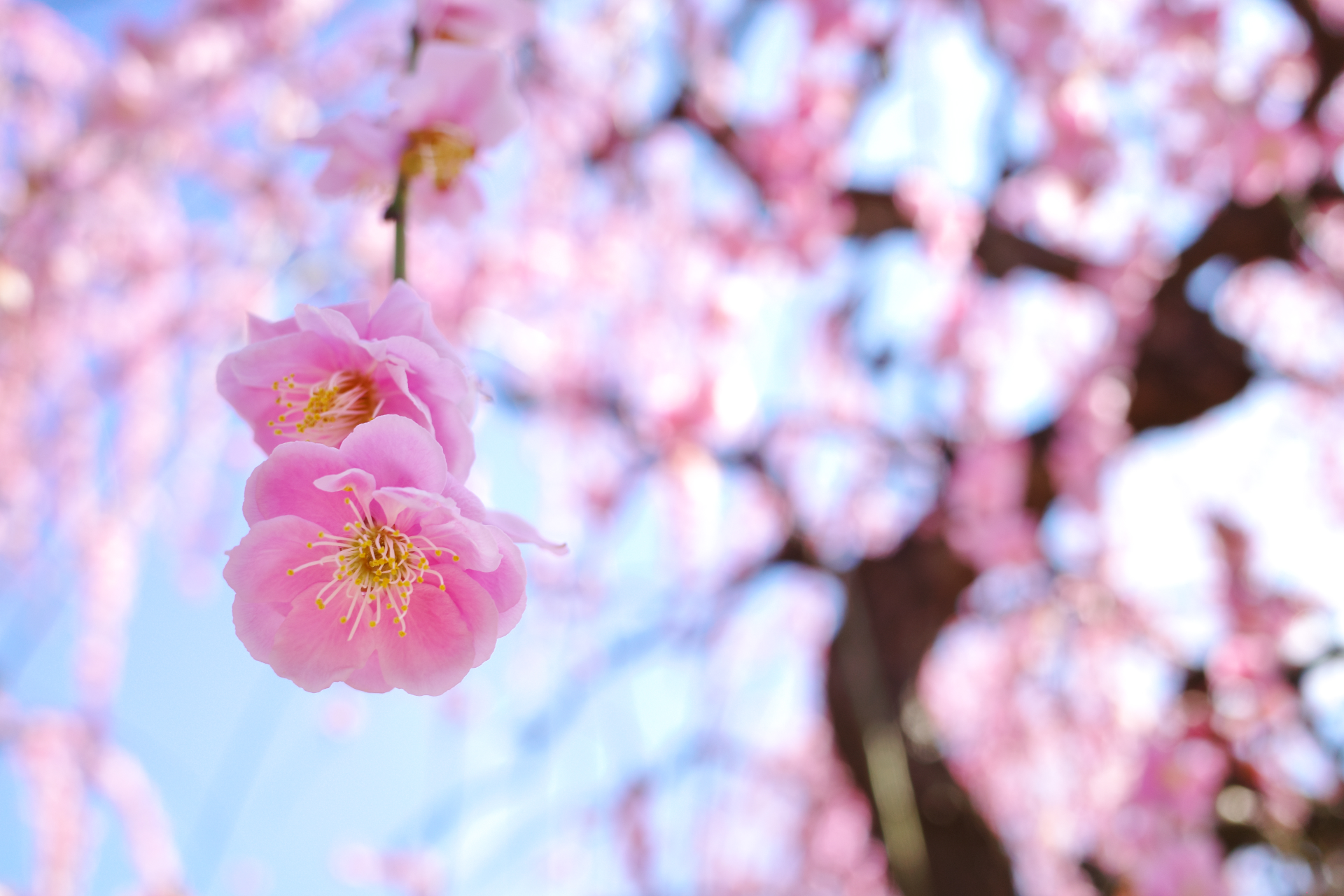 f:id:qayap:20210306173829j:plain