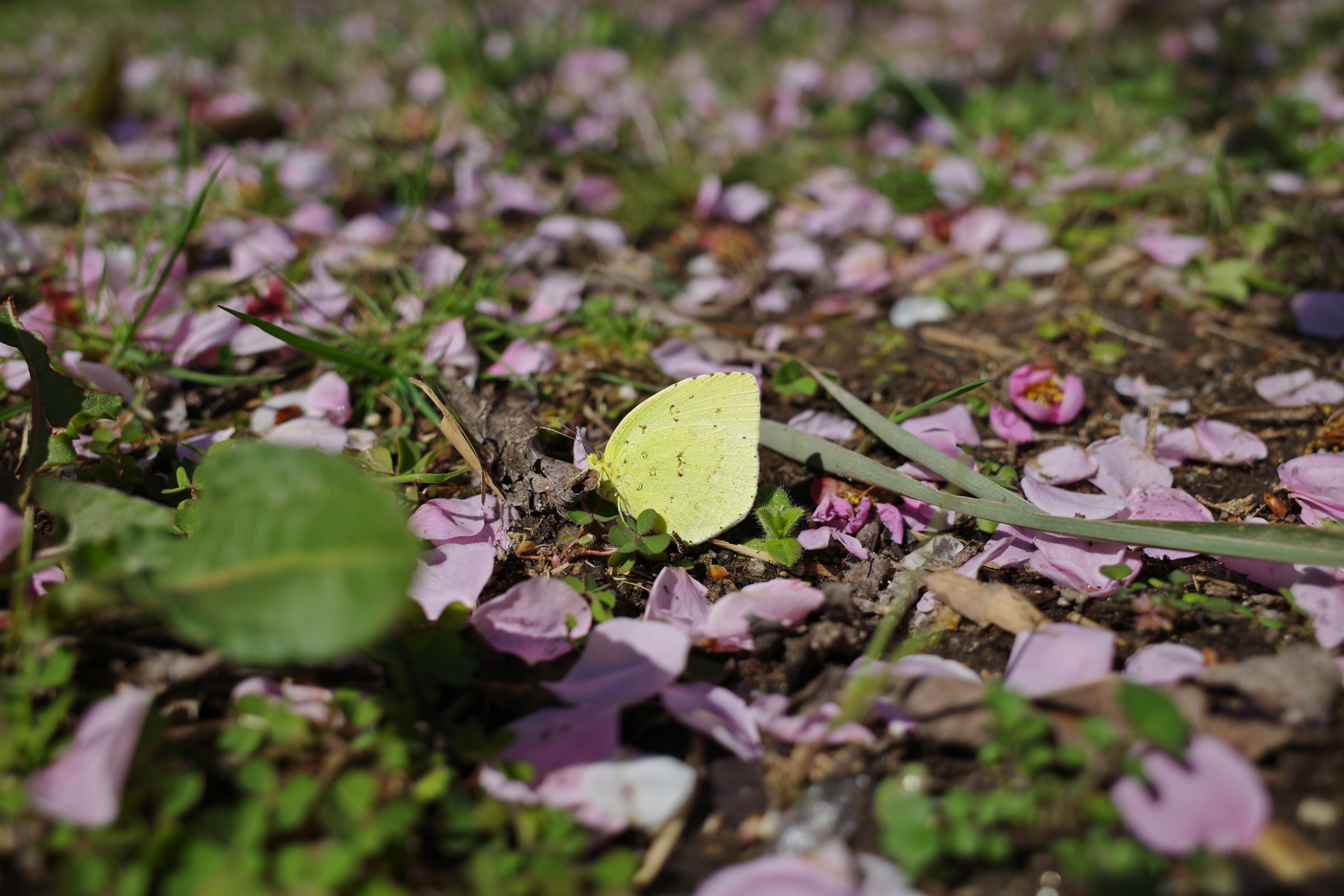 f:id:qayap:20210306173858j:plain