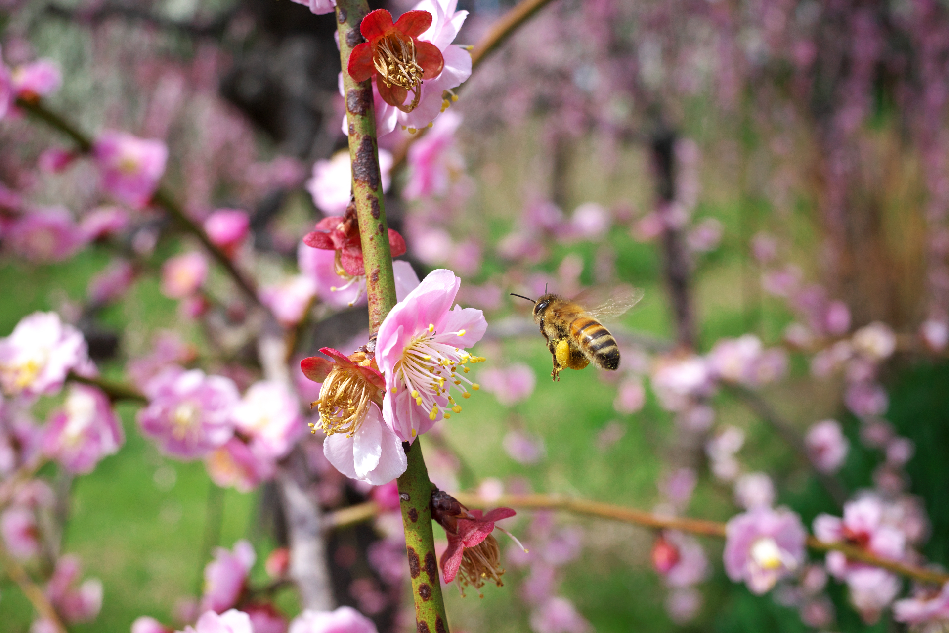 f:id:qayap:20210306174229j:plain