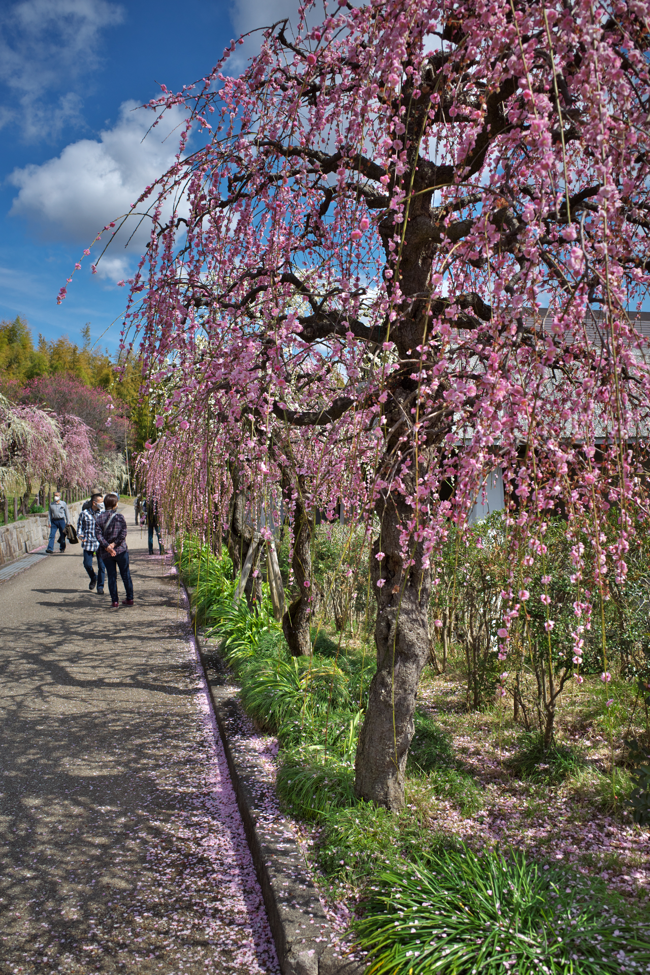 f:id:qayap:20210306174334j:plain