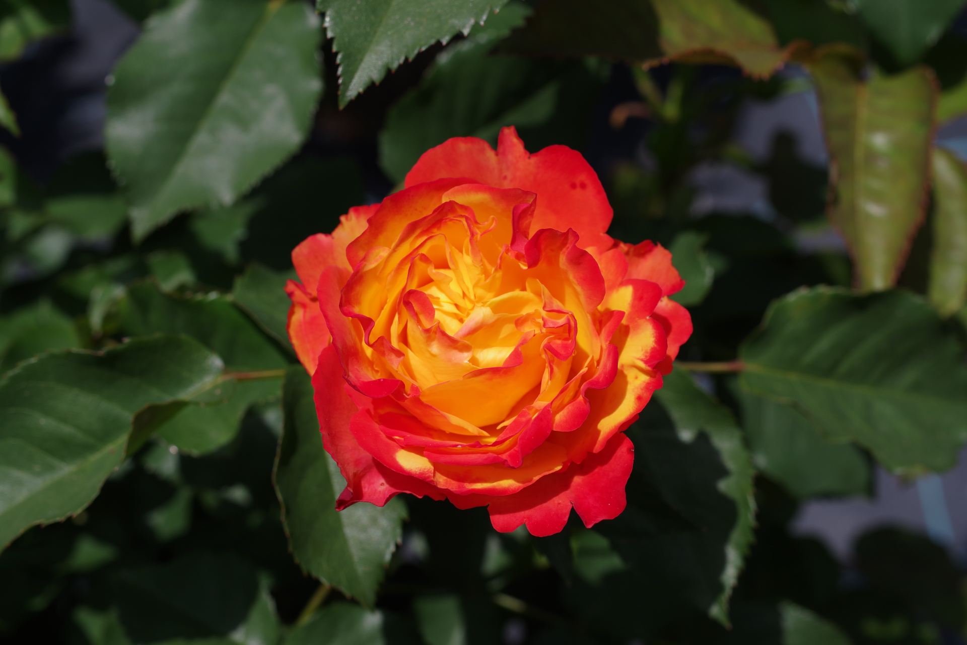 f:id:qayap:20210505125611j:plain