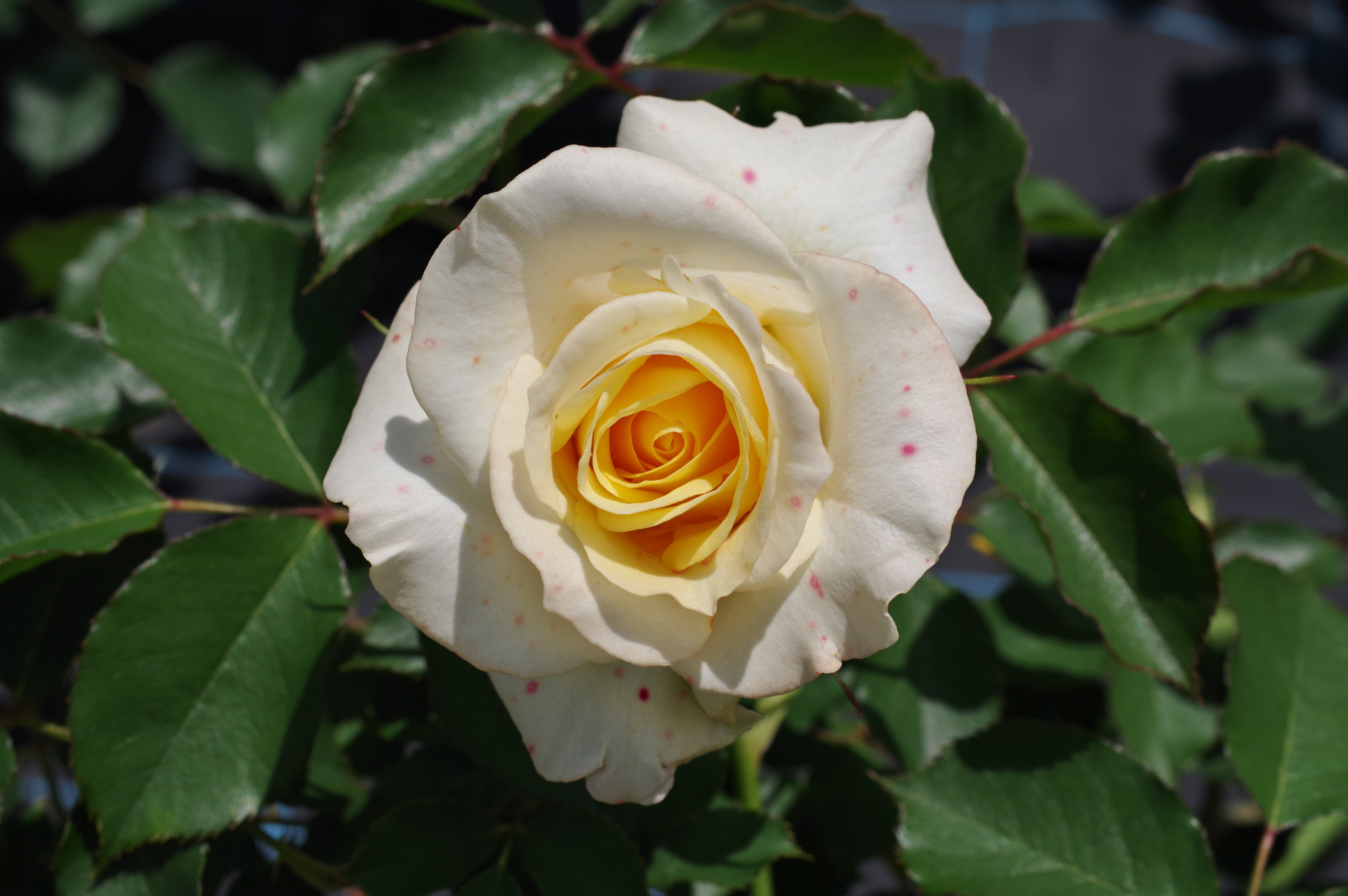 f:id:qayap:20210505125645j:plain